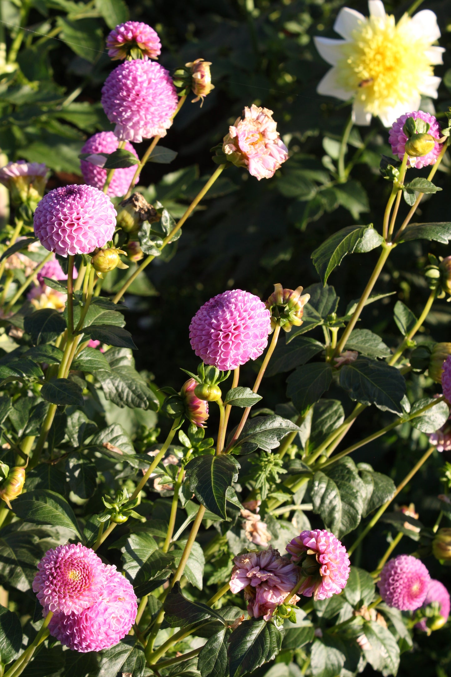 Frank Holmes Dahlia Tuber