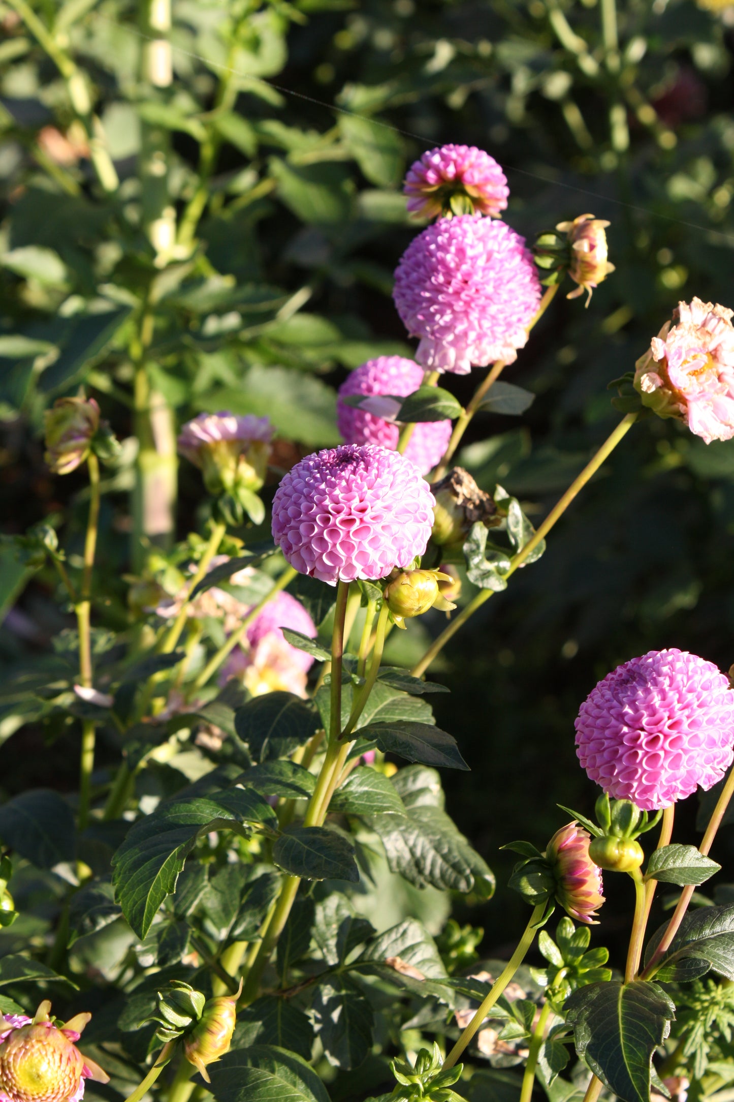 Frank Holmes Dahlia Tuber