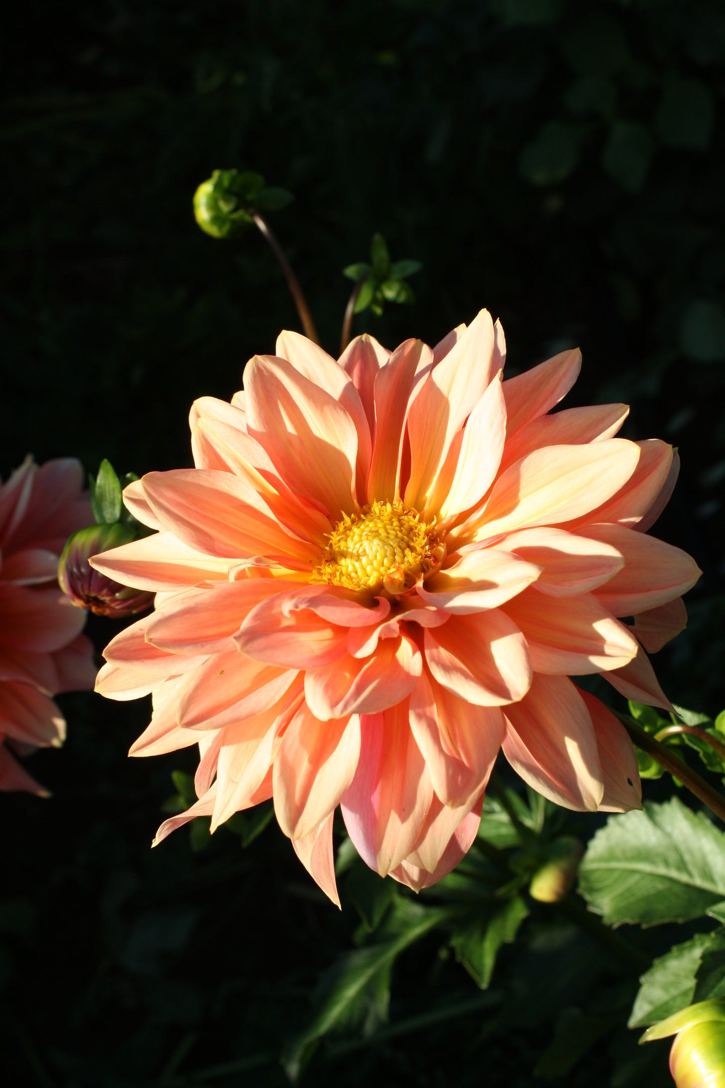 Connecticut Coral Dahlia Tuber