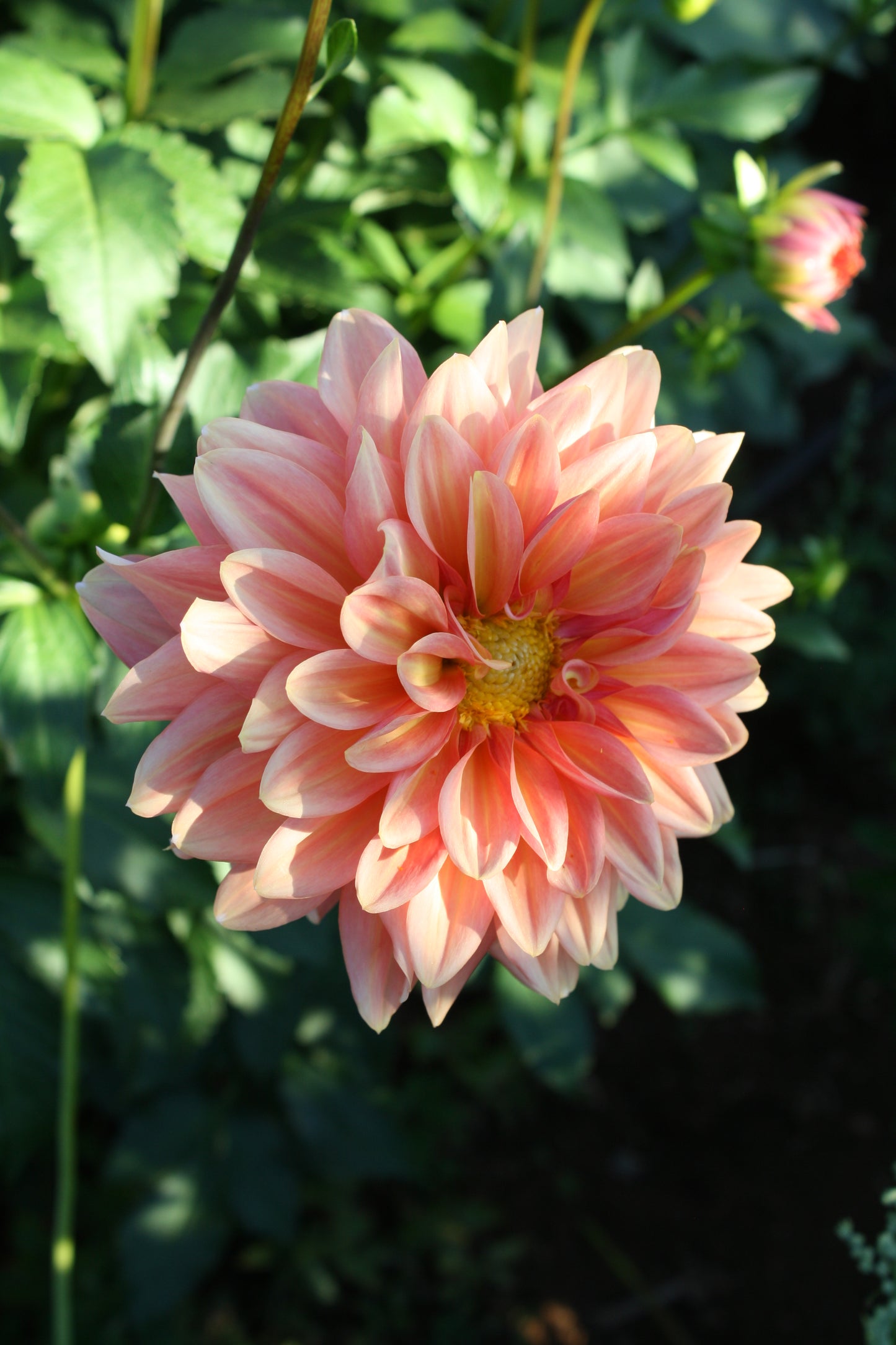 Connecticut Coral Dahlia Tuber