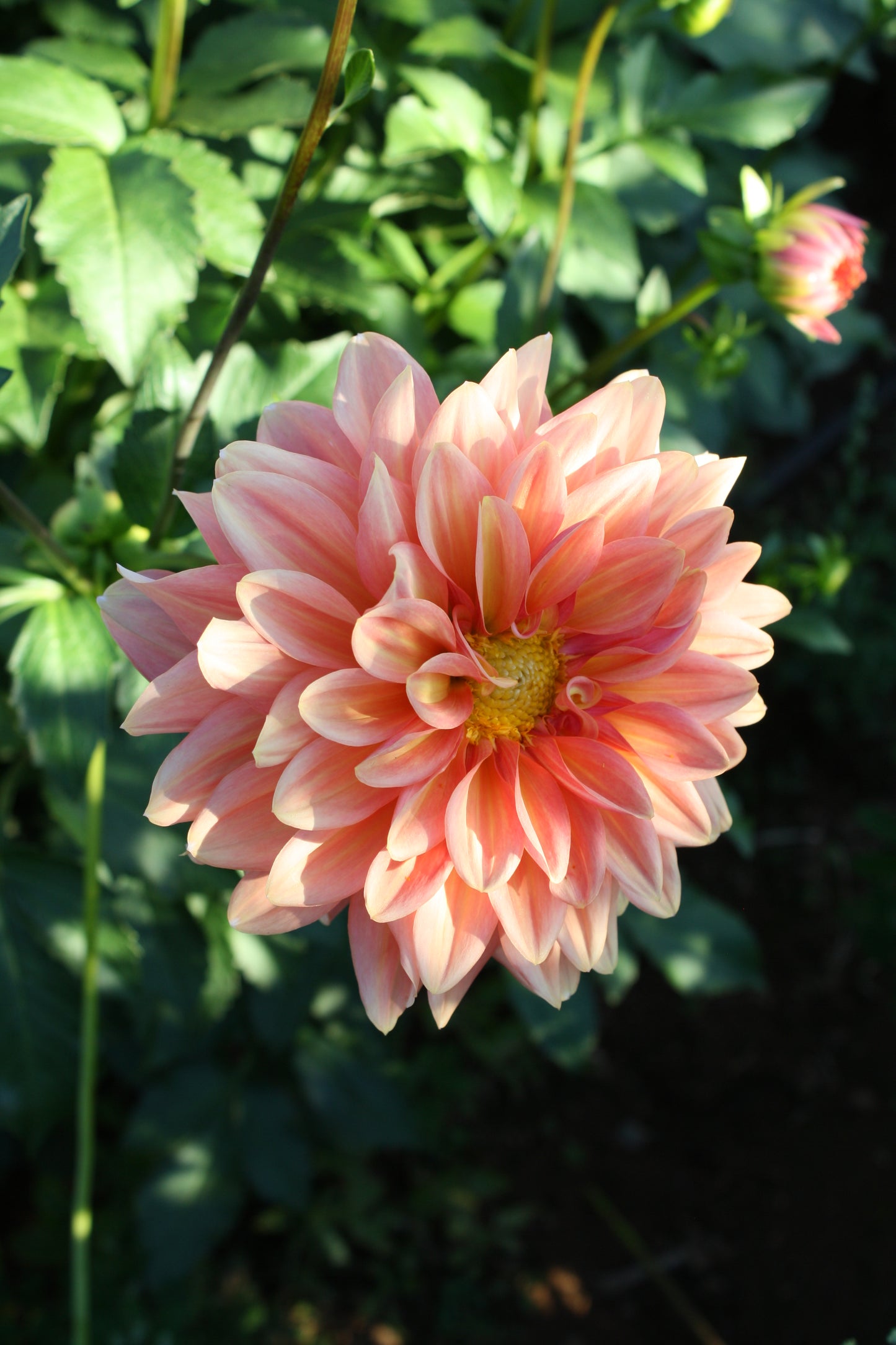 Connecticut Coral Dahlia Tuber