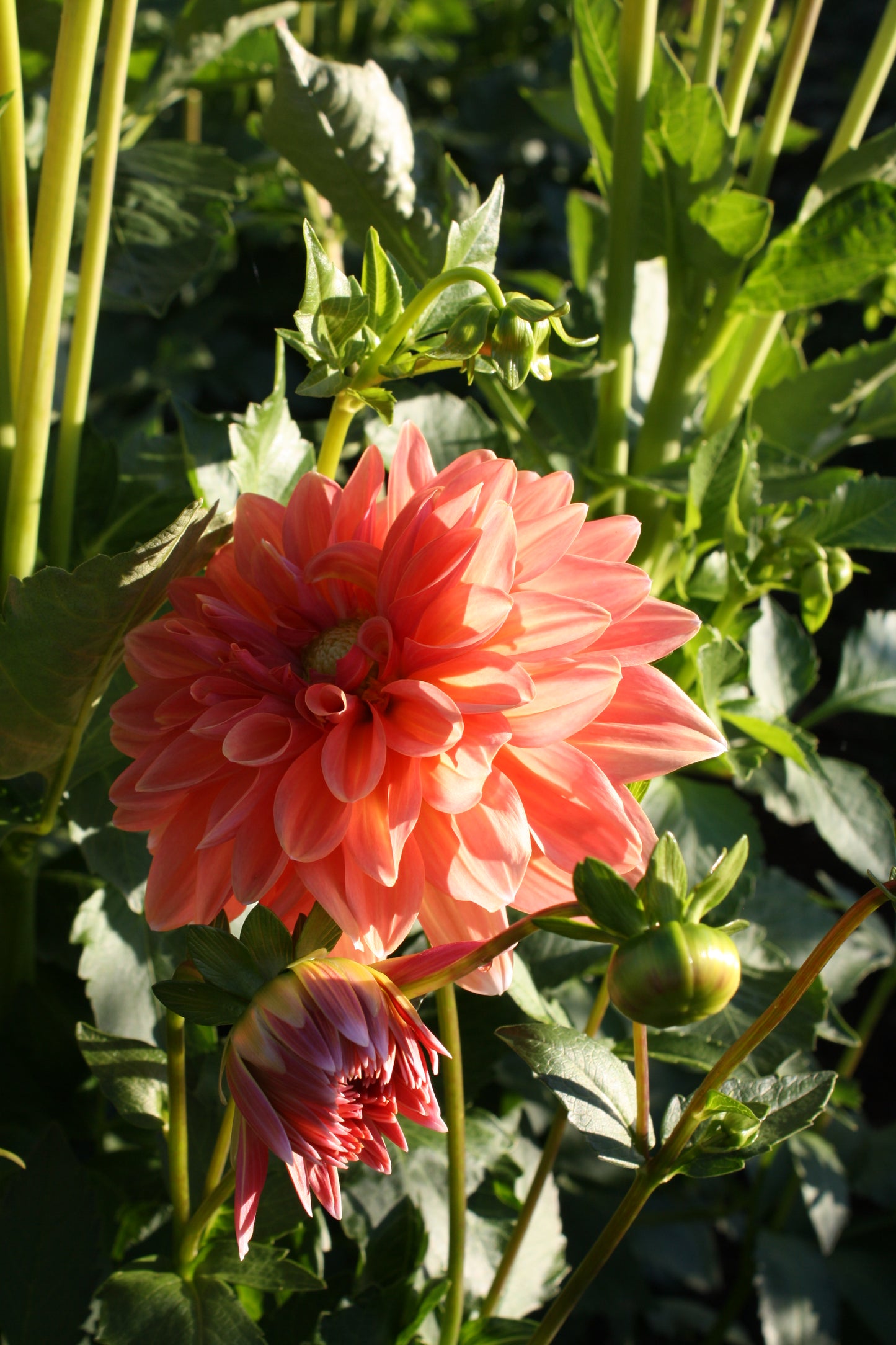 Connecticut Coral Dahlia Tuber