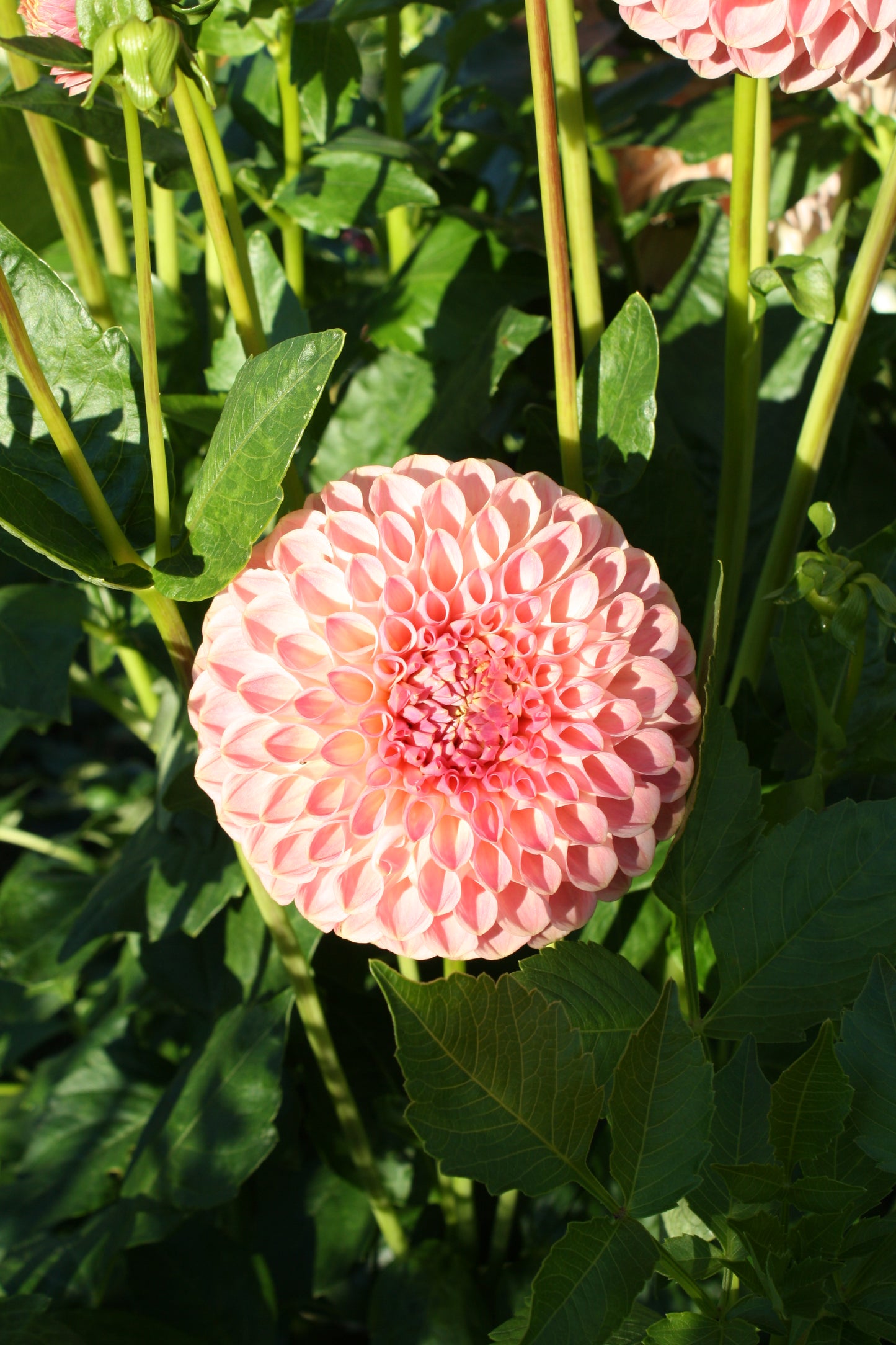Clearview Peachy Dahlia Tuber