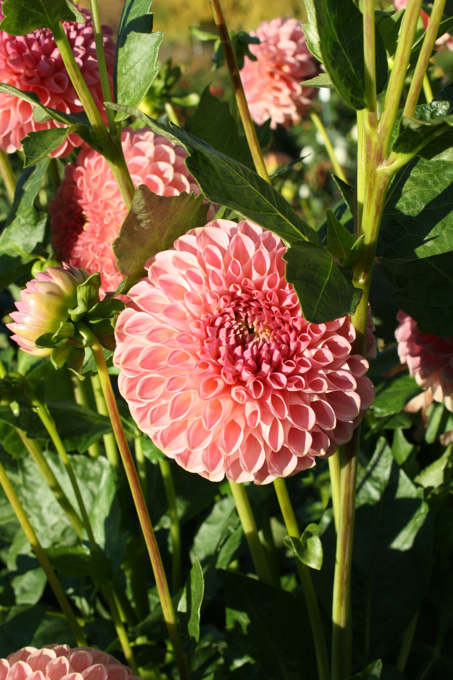 Clearview Peachy Dahlia Tuber
