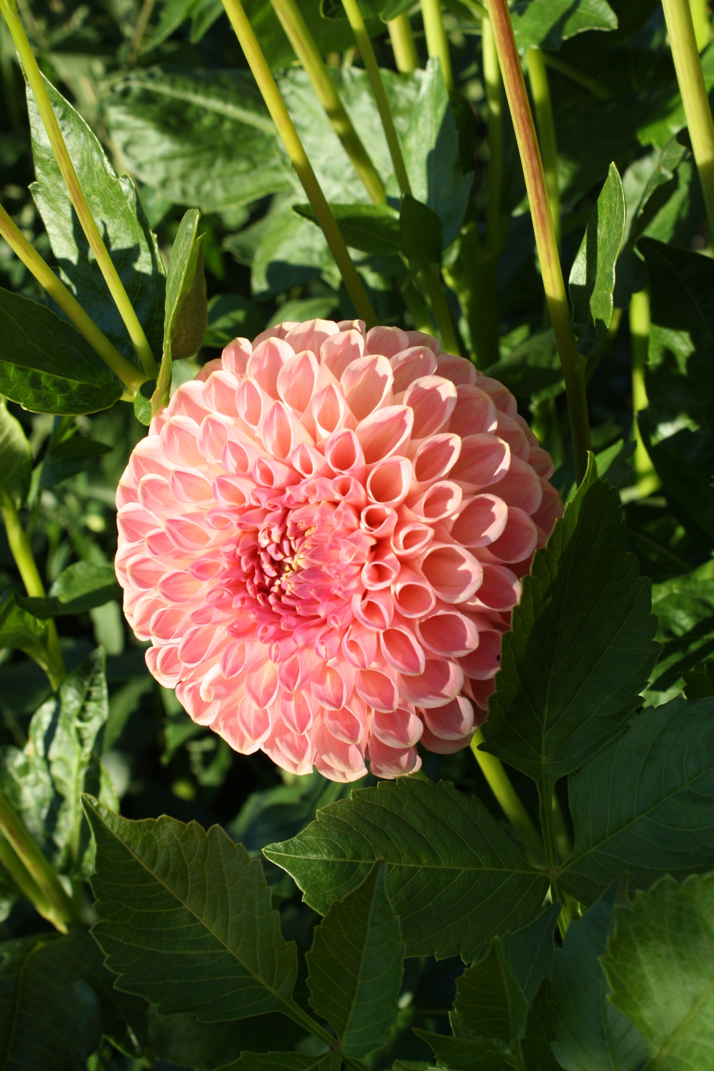 Clearview Peachy Dahlia Tuber