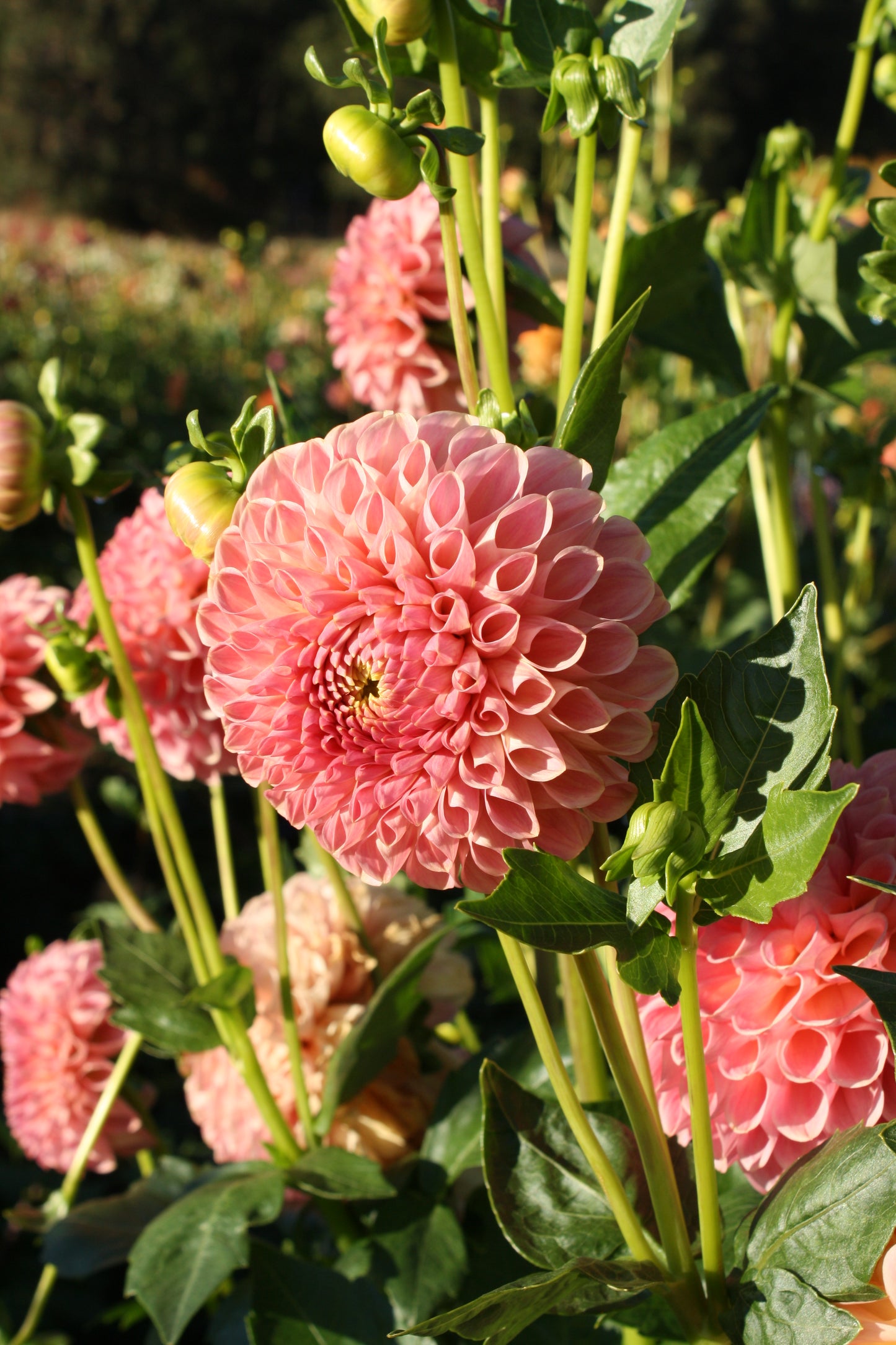 Clearview Peachy Dahlia Tuber