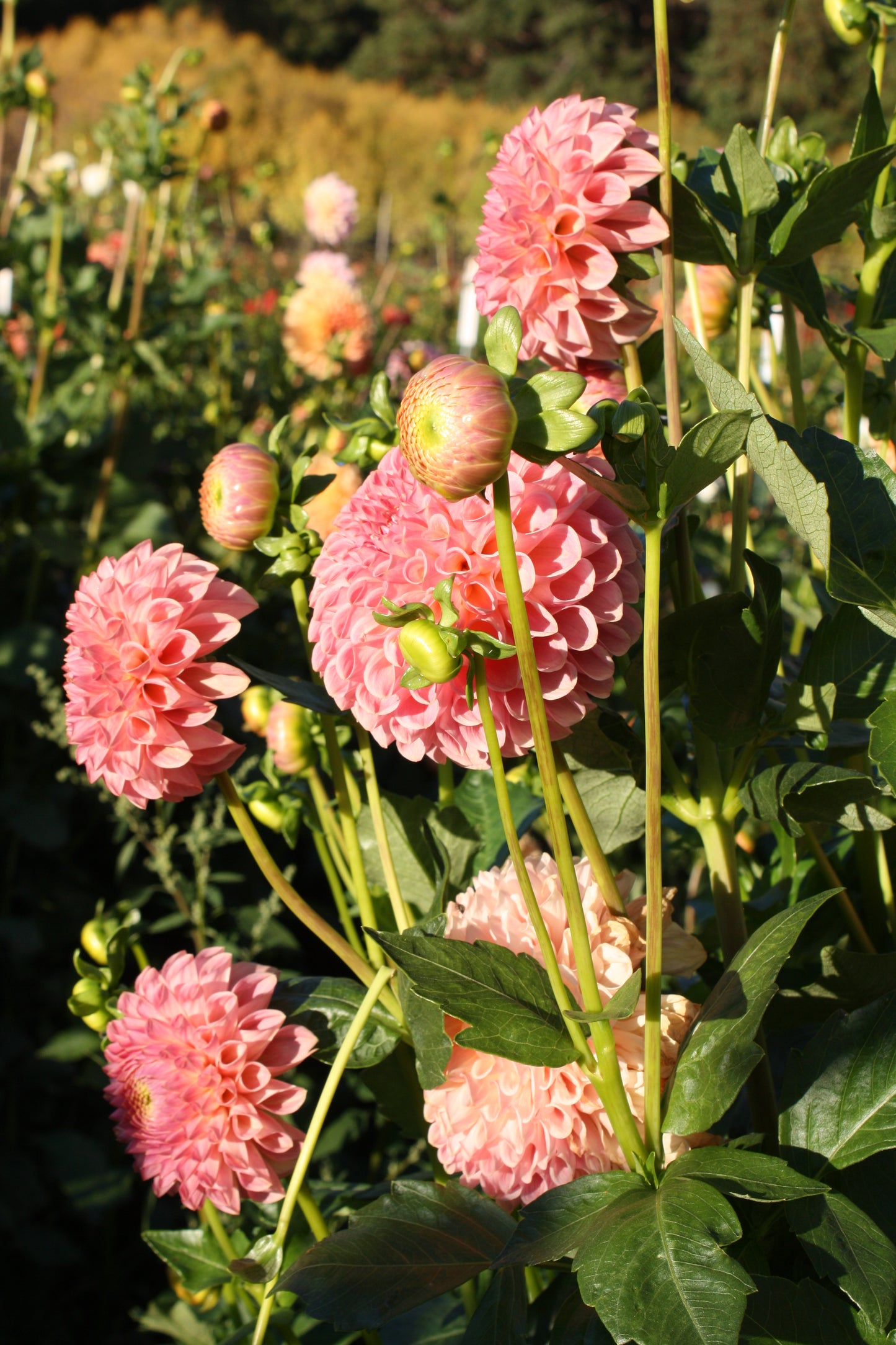Clearview Peachy Dahlia Tuber
