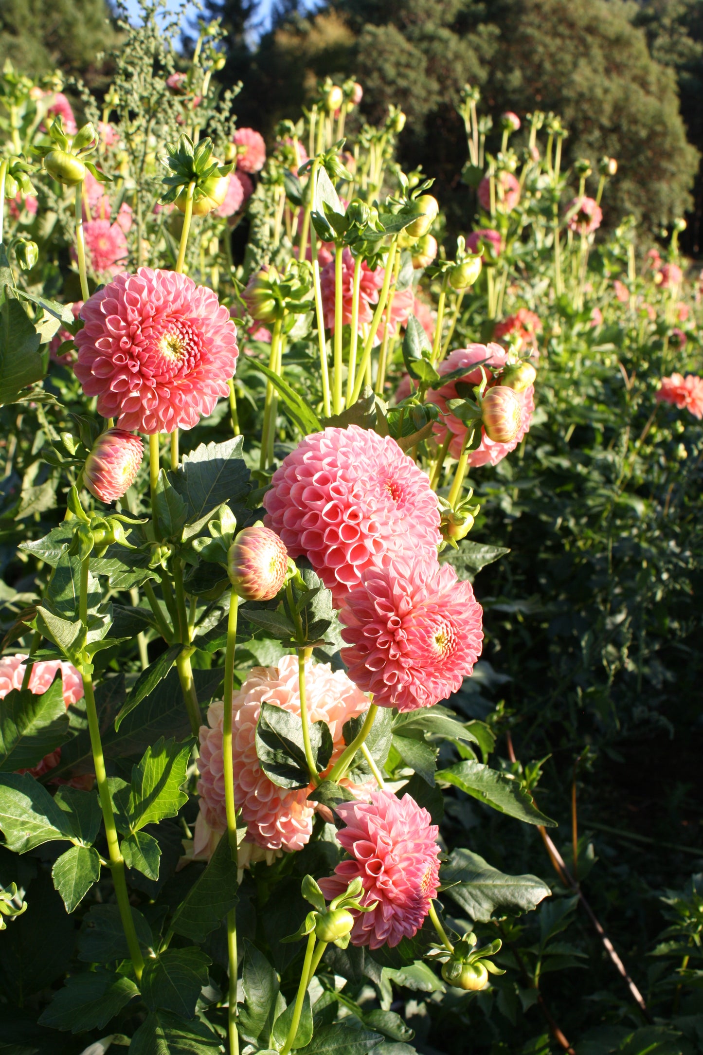 Clearview Peachy Dahlia Tuber