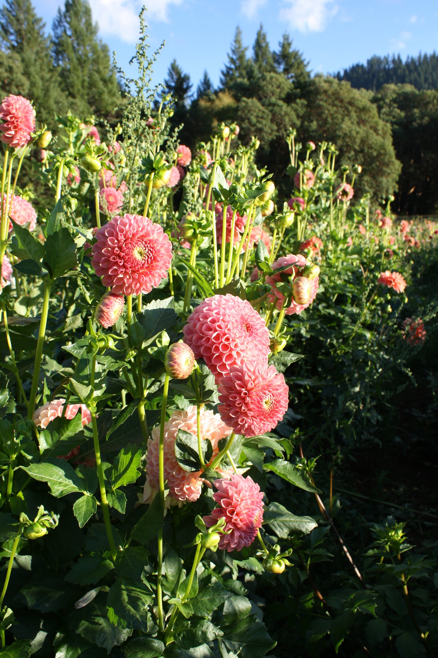 Clearview Peachy Dahlia Tuber