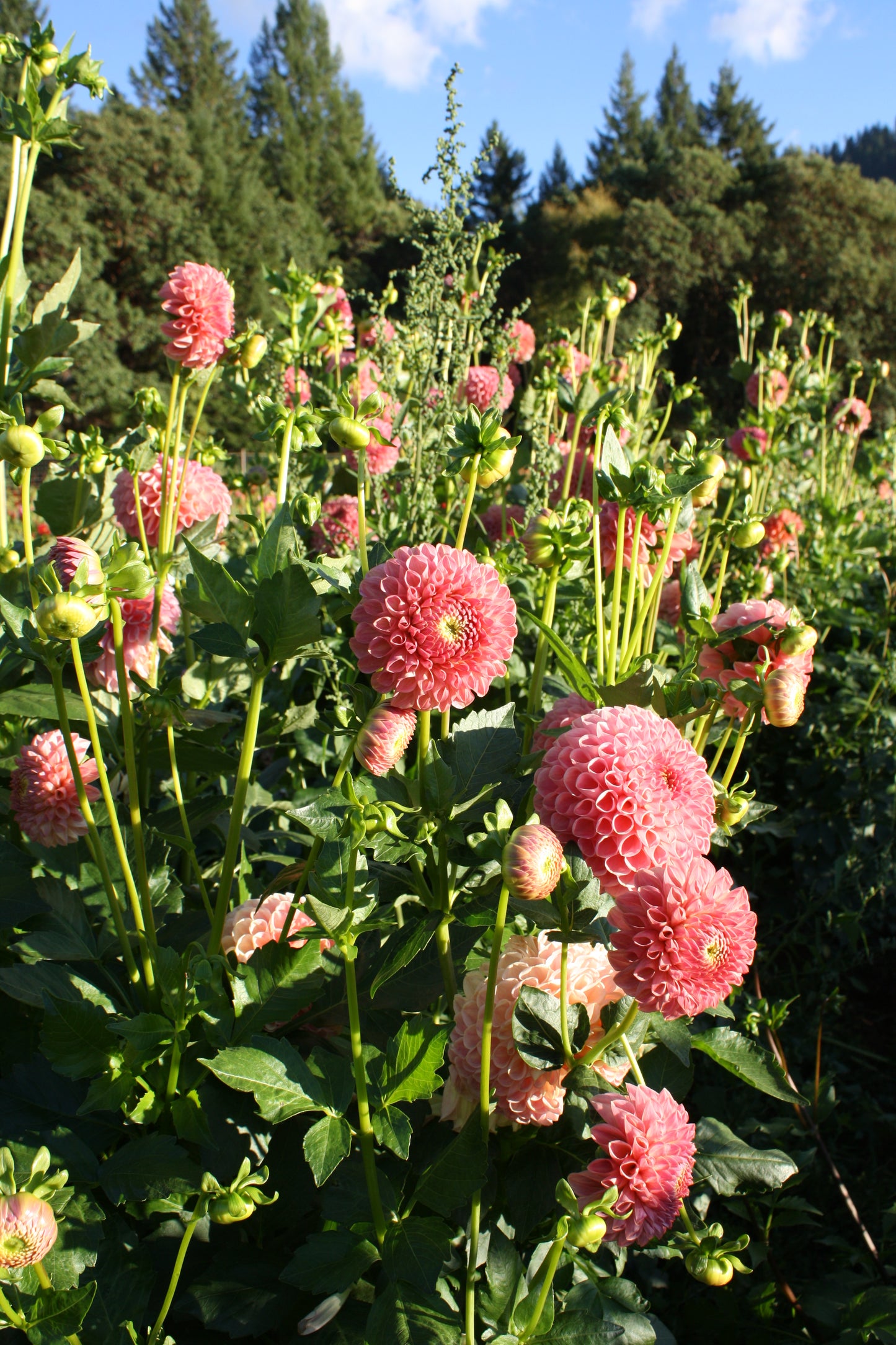 Clearview Peachy Dahlia Tuber