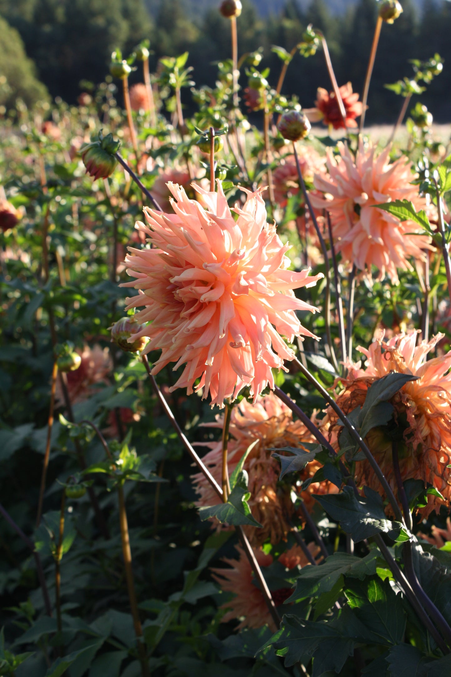 Terracotta Dahlia Tuber
