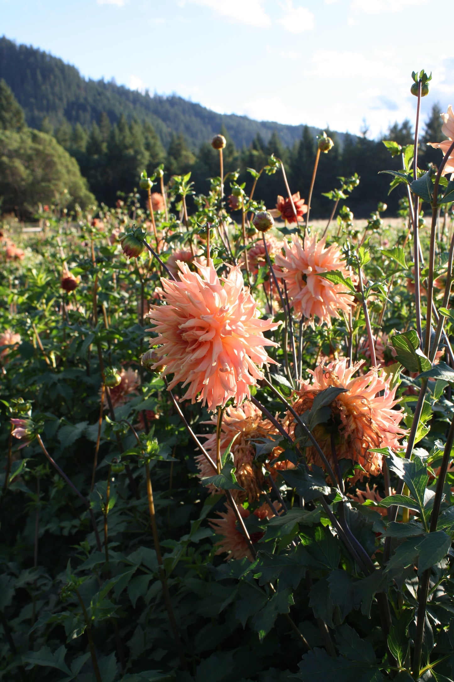 Terracotta Dahlia Tuber