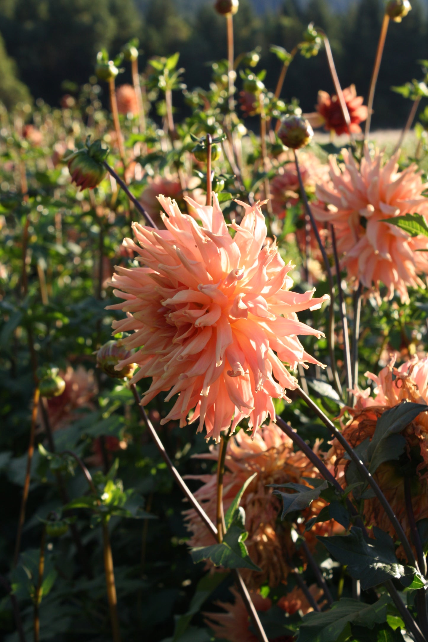 Terracotta Dahlia Tuber