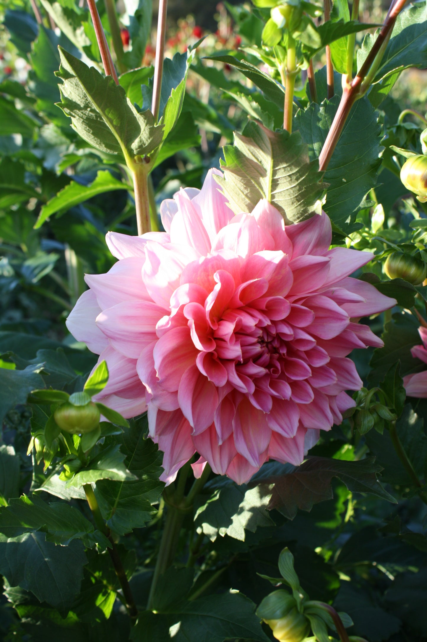 Otto's Thrill Dahlia Tuber
