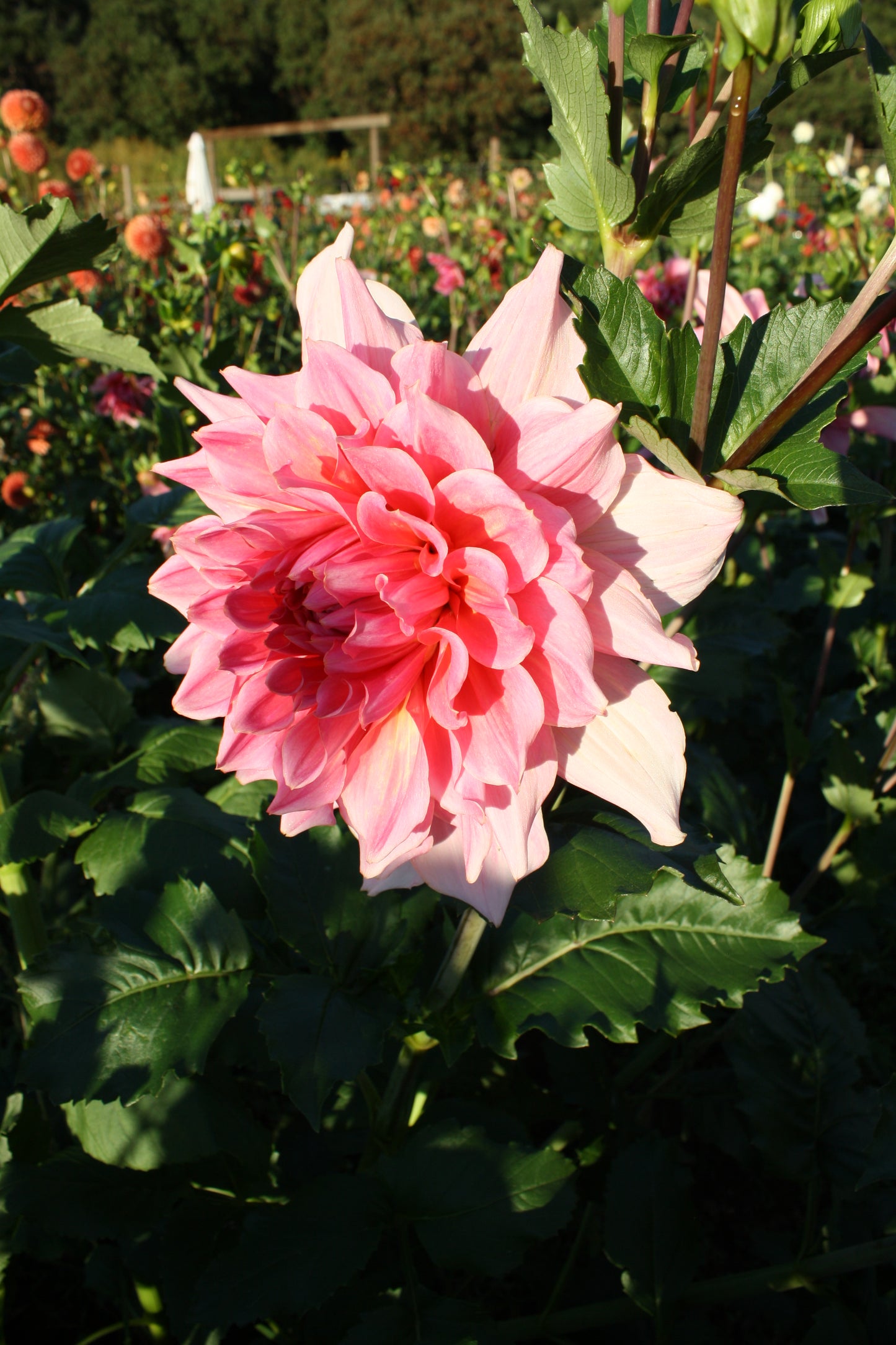 Otto's Thrill Dahlia Tuber
