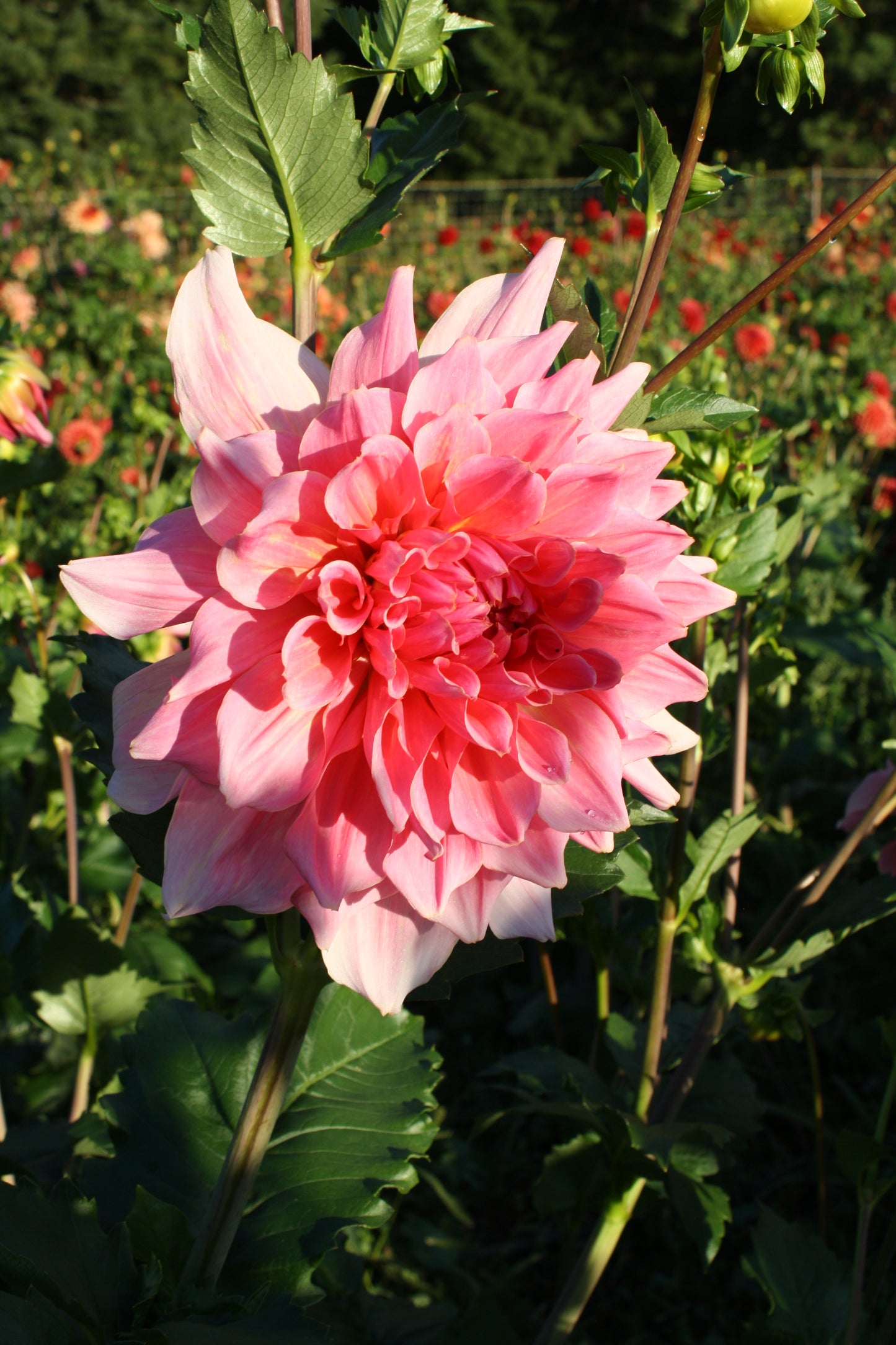 Otto's Thrill Dahlia Tuber