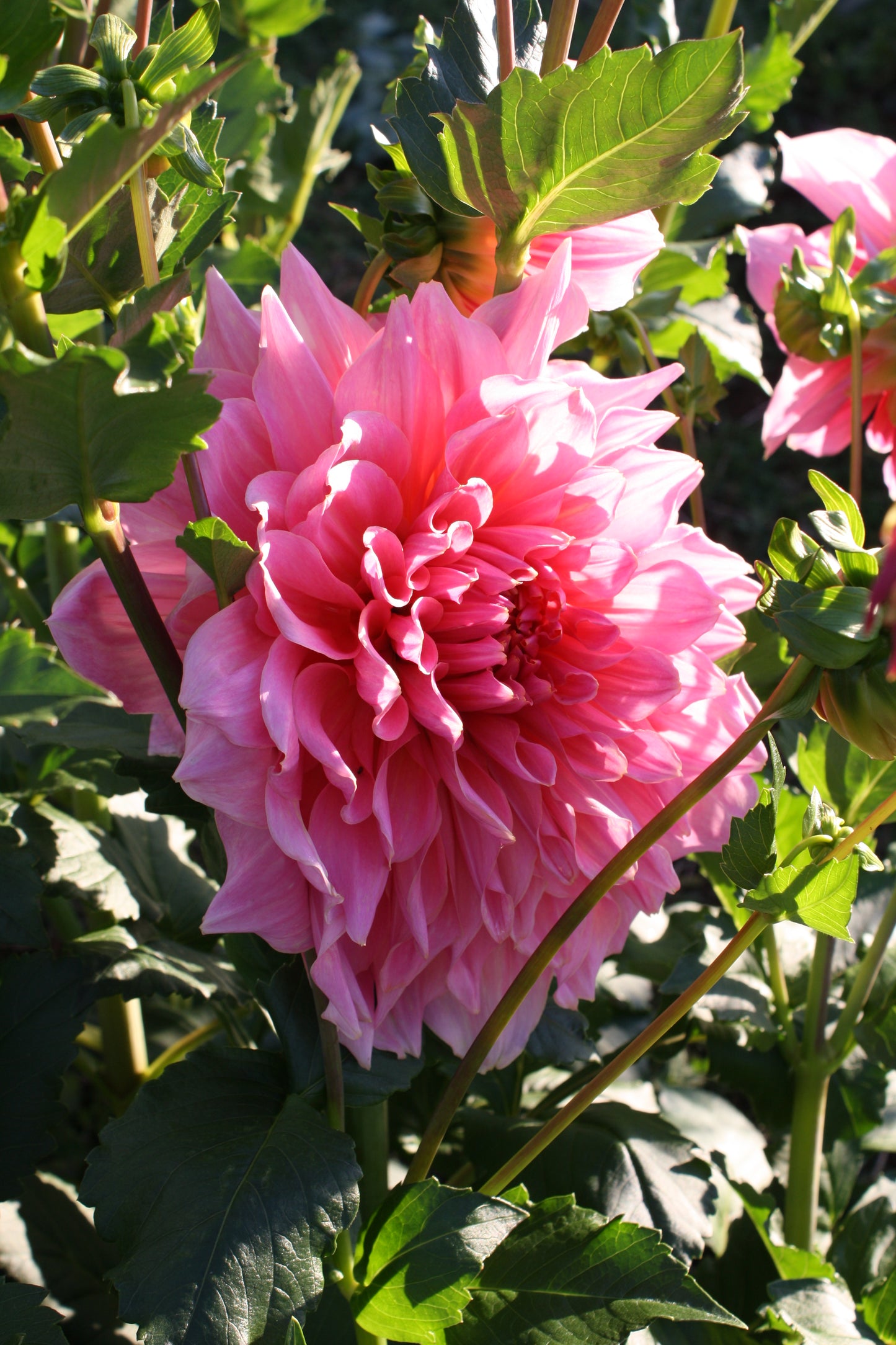 Otto's Thrill Dahlia Tuber