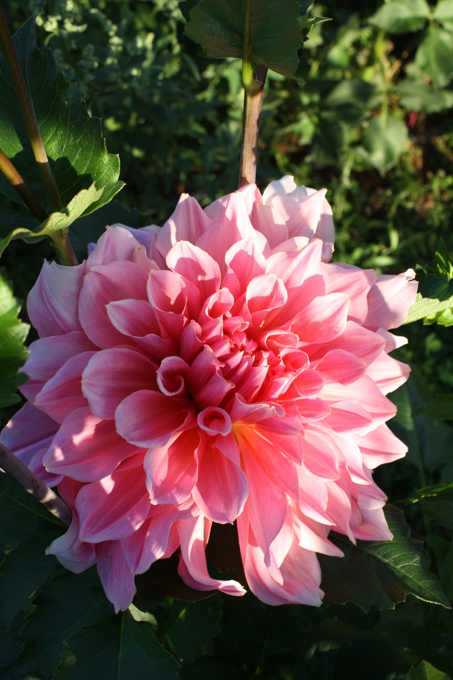 Otto's Thrill Dahlia Tuber