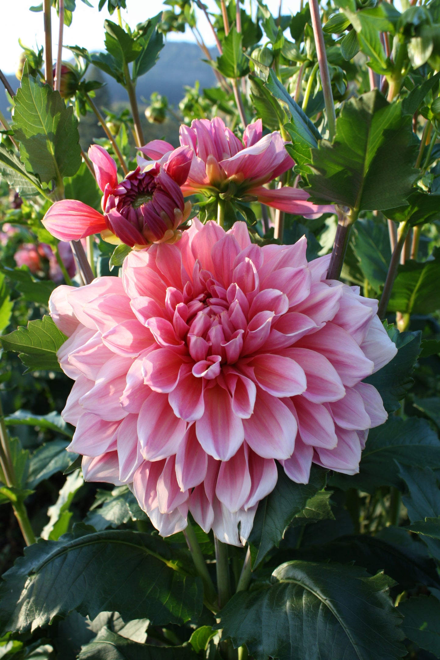 Otto's Thrill Dahlia Tuber