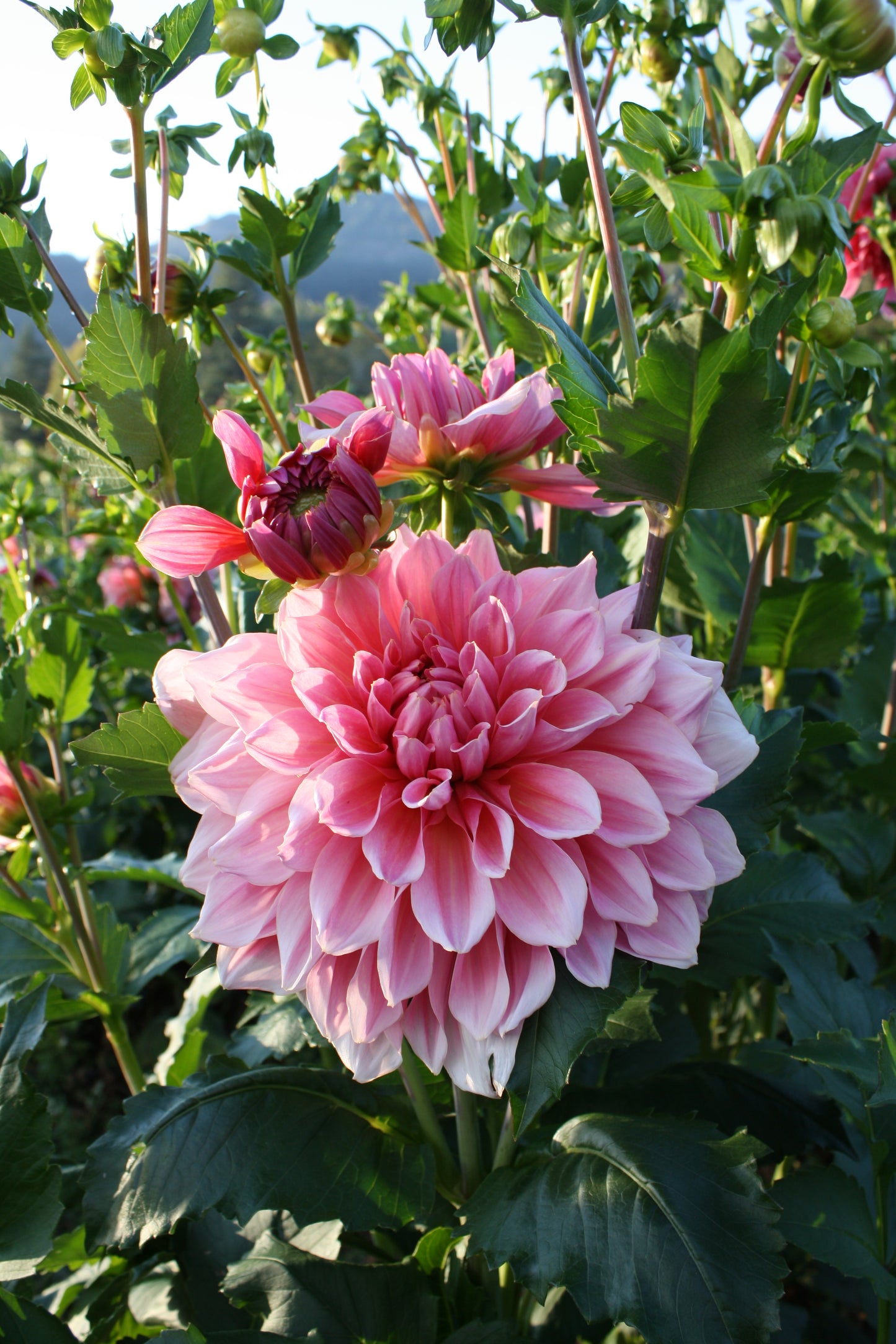 Otto's Thrill Dahlia Tuber