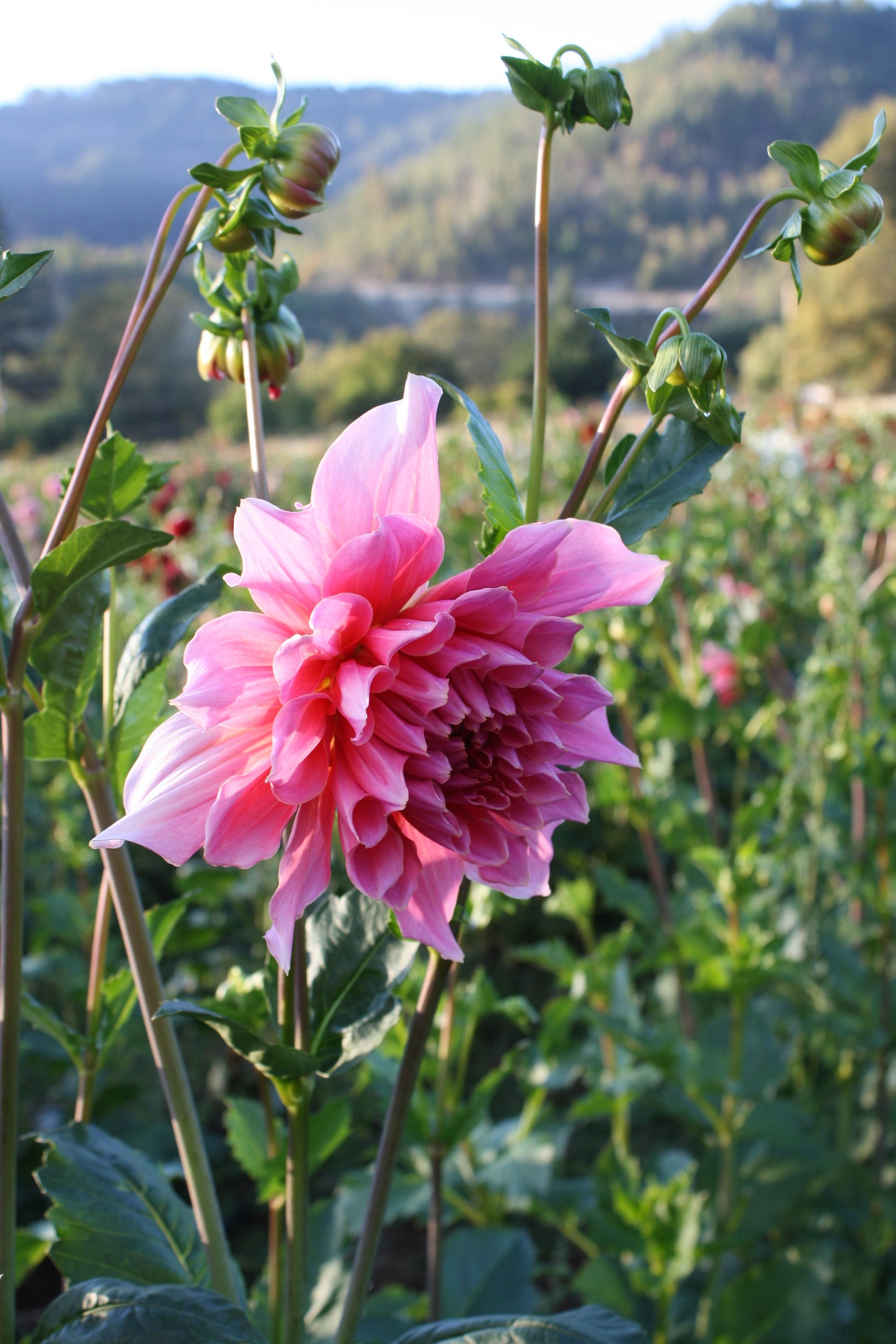 Otto's Thrill Dahlia Tuber