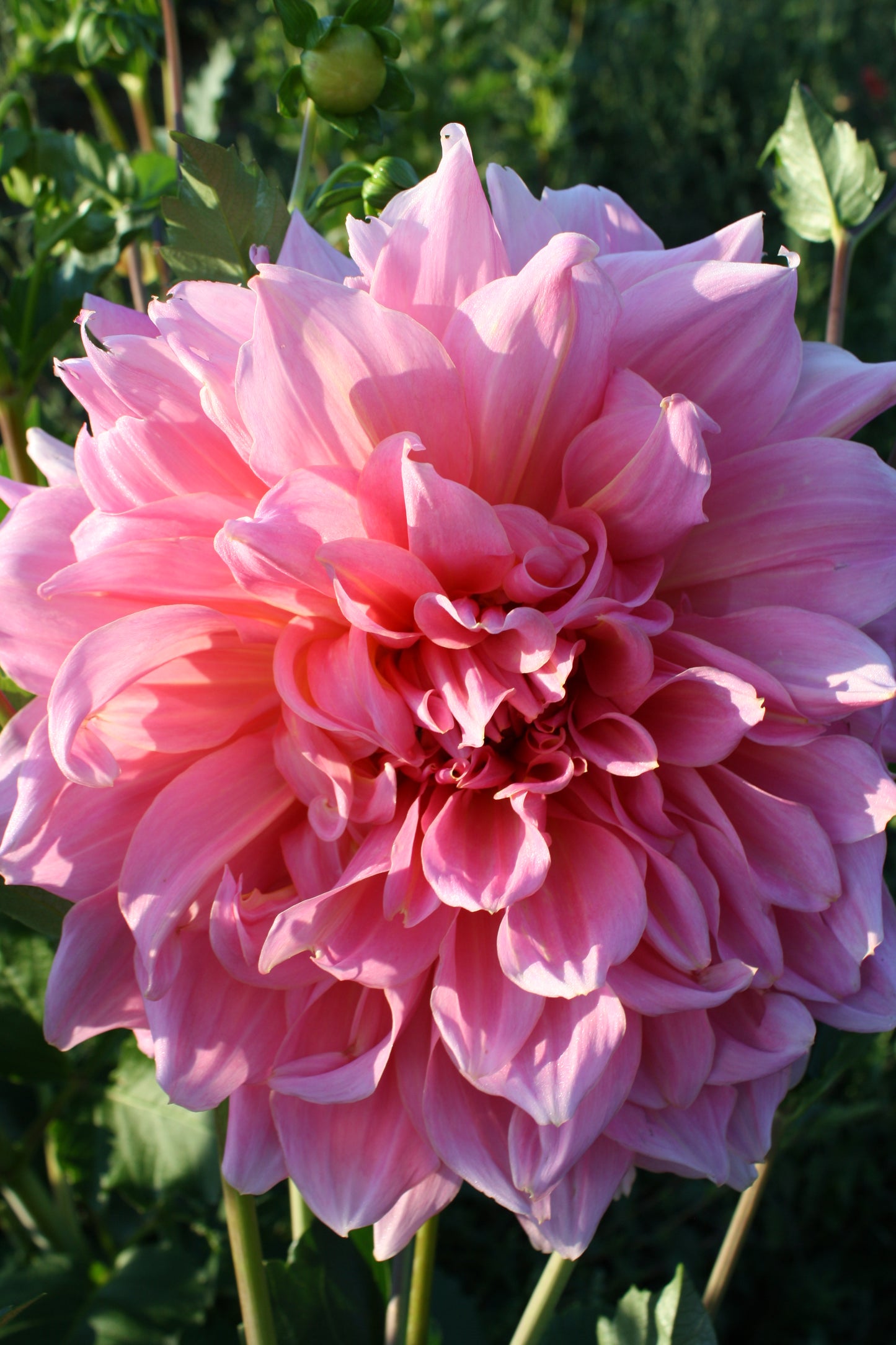Otto's Thrill Dahlia Tuber