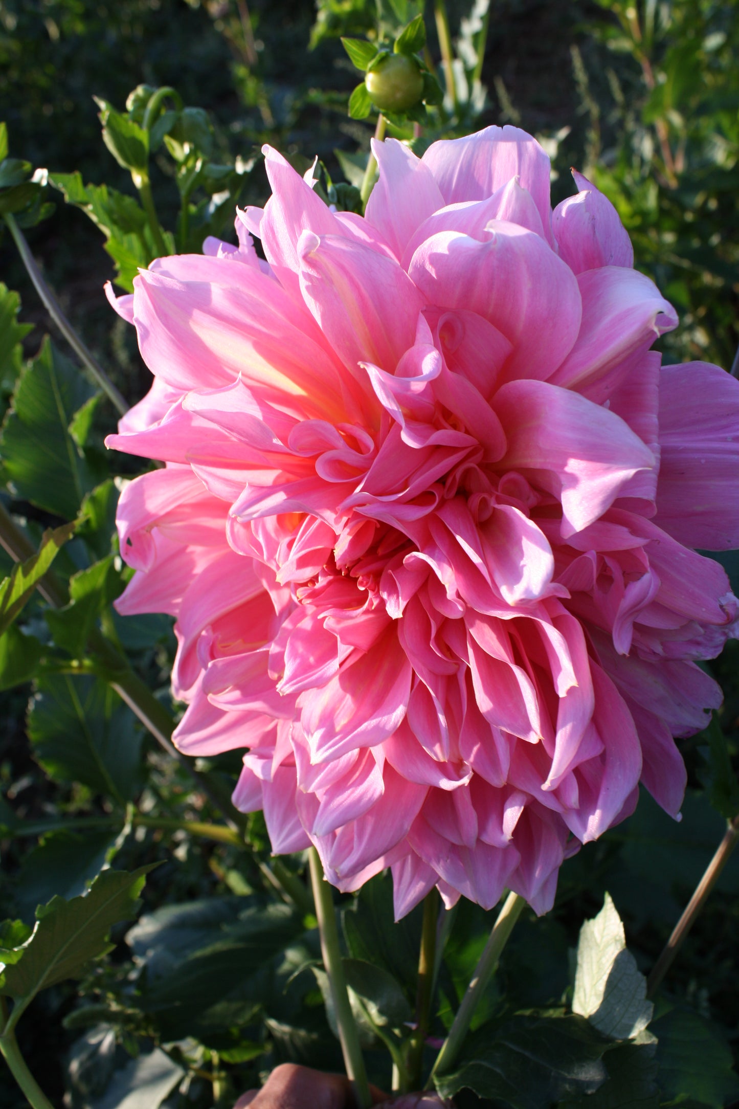 Otto's Thrill Dahlia Tuber