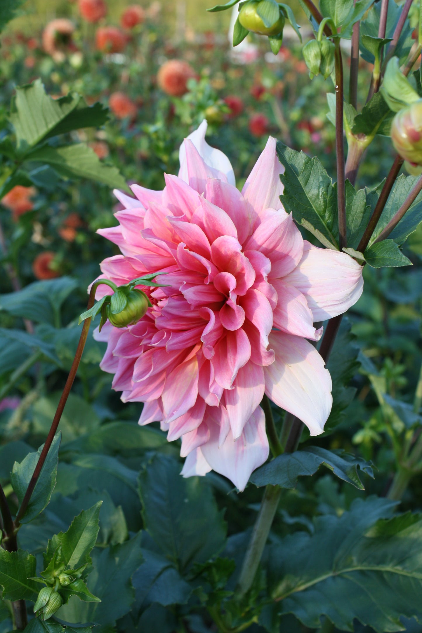 Otto's Thrill Dahlia Tuber