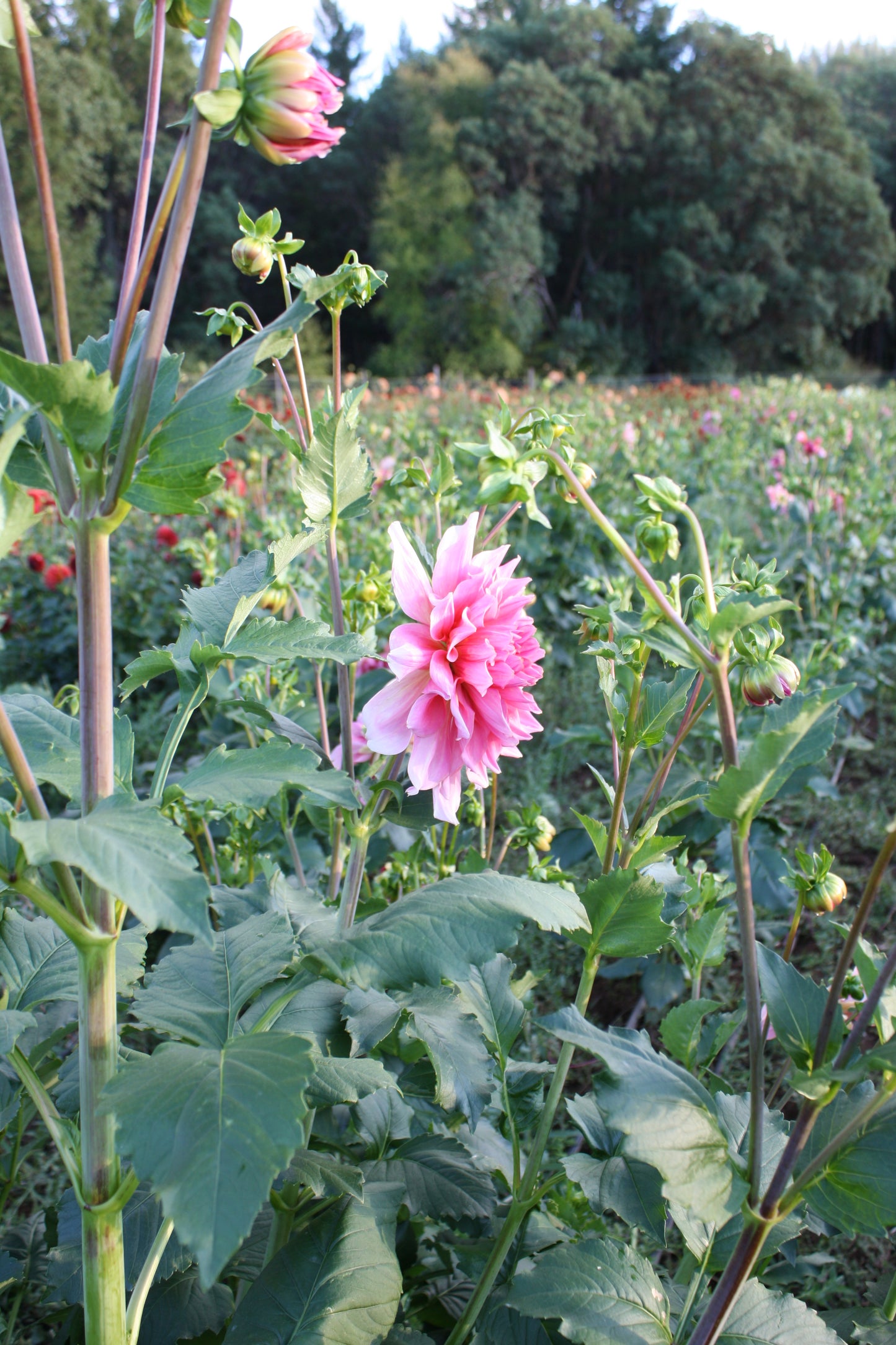 Otto's Thrill Dahlia Tuber