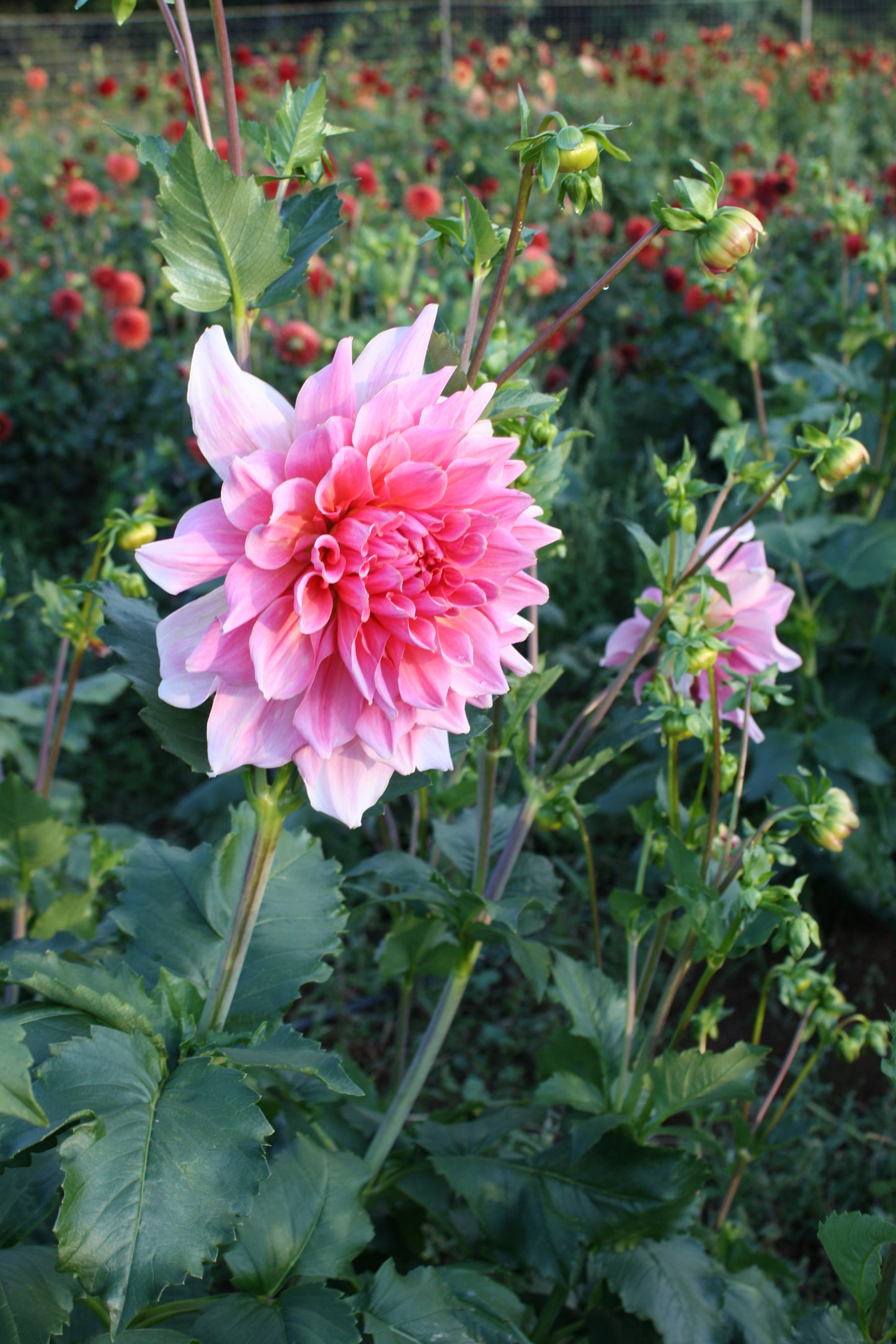 Otto's Thrill Dahlia Tuber
