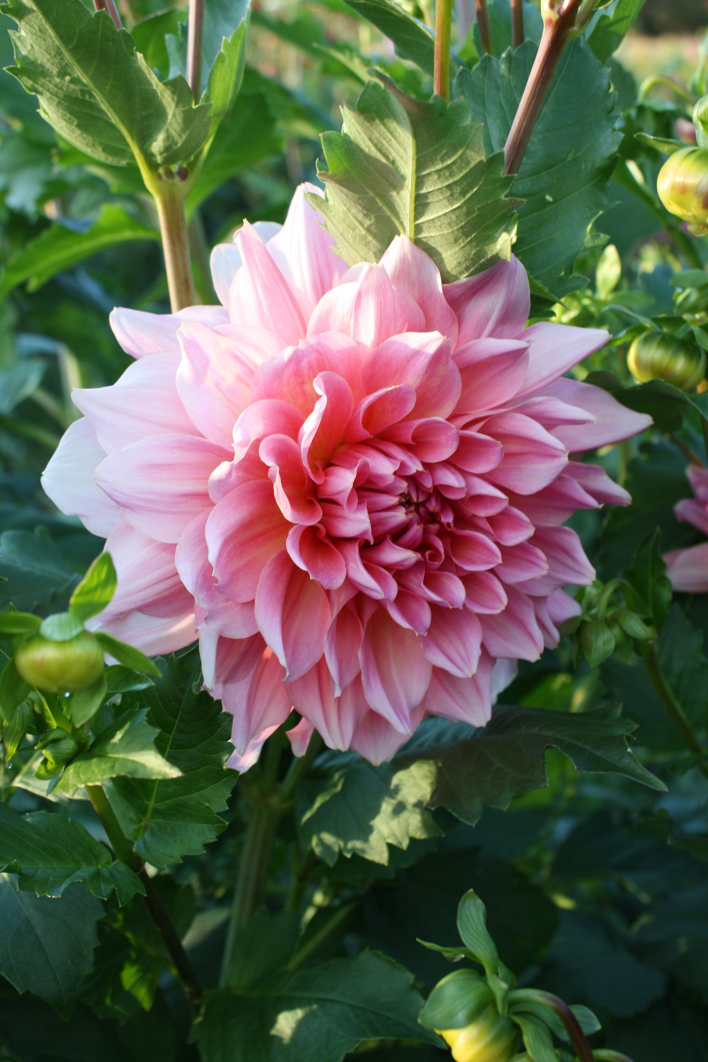 Otto's Thrill Dahlia Tuber