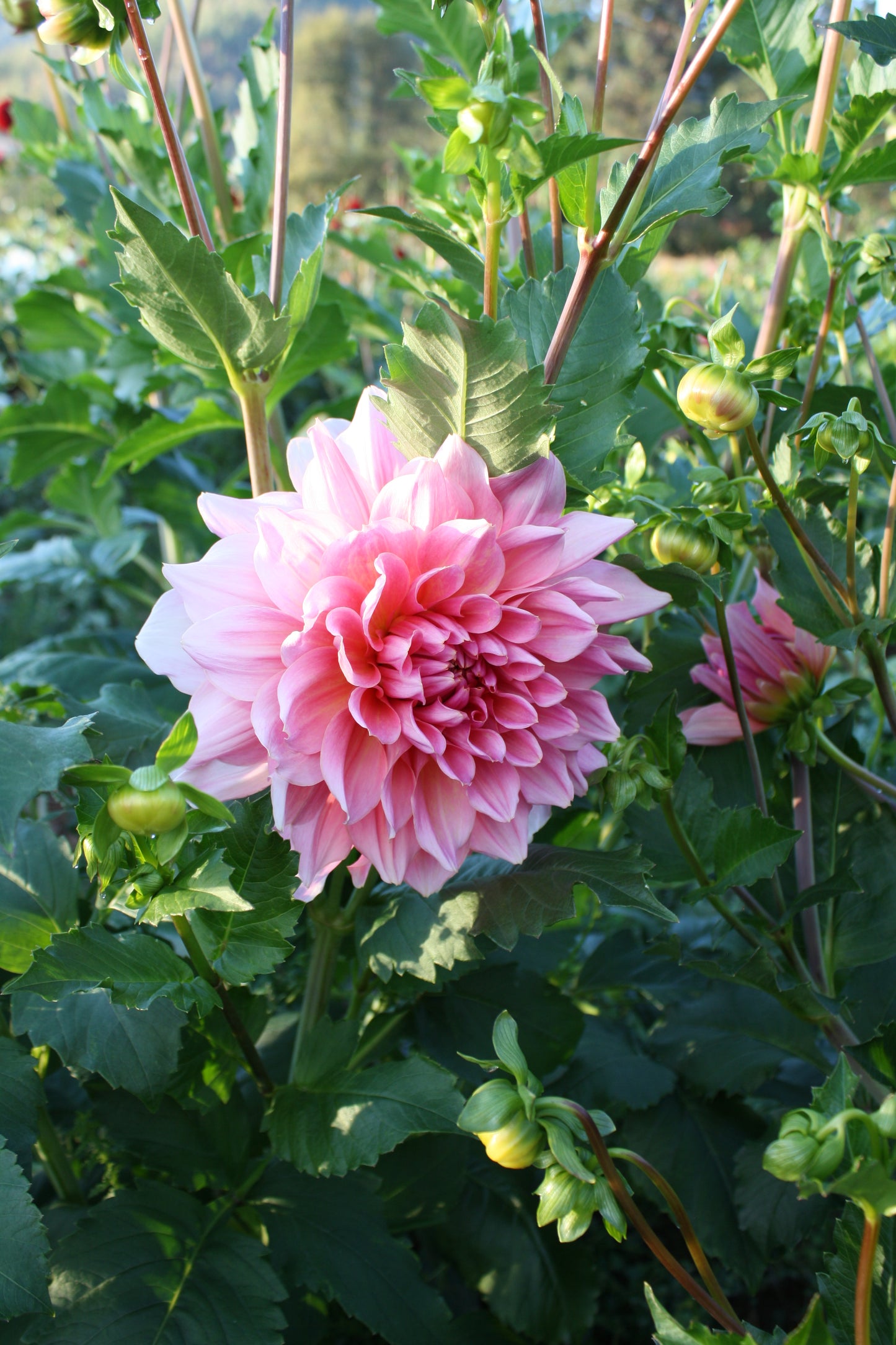 Otto's Thrill Dahlia Tuber