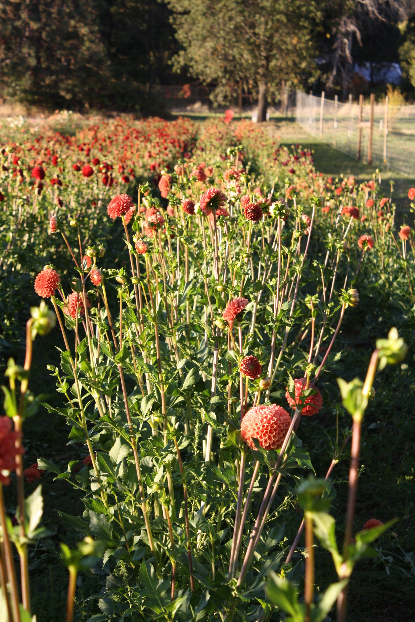 Cornel Bronze Dahlia Tuber