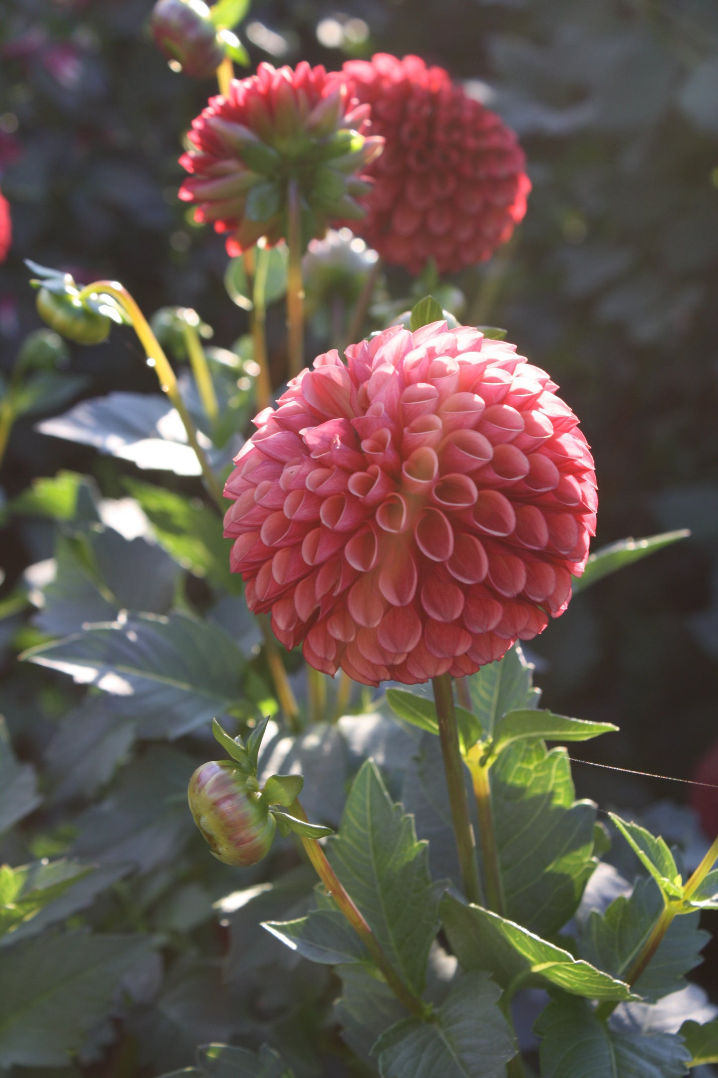 Copper Boy Dahlia Tuber