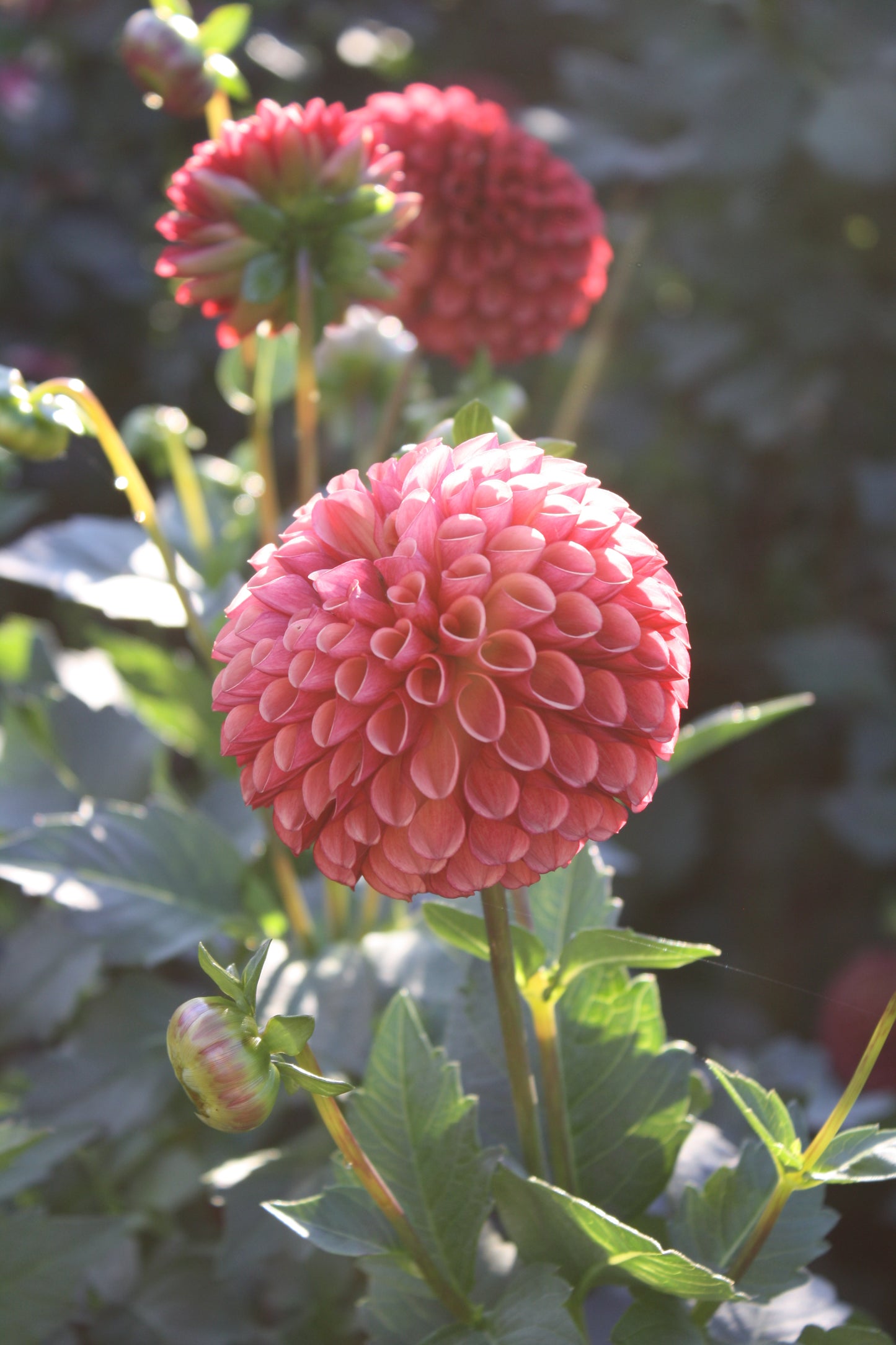 Copper Boy Dahlia Tuber