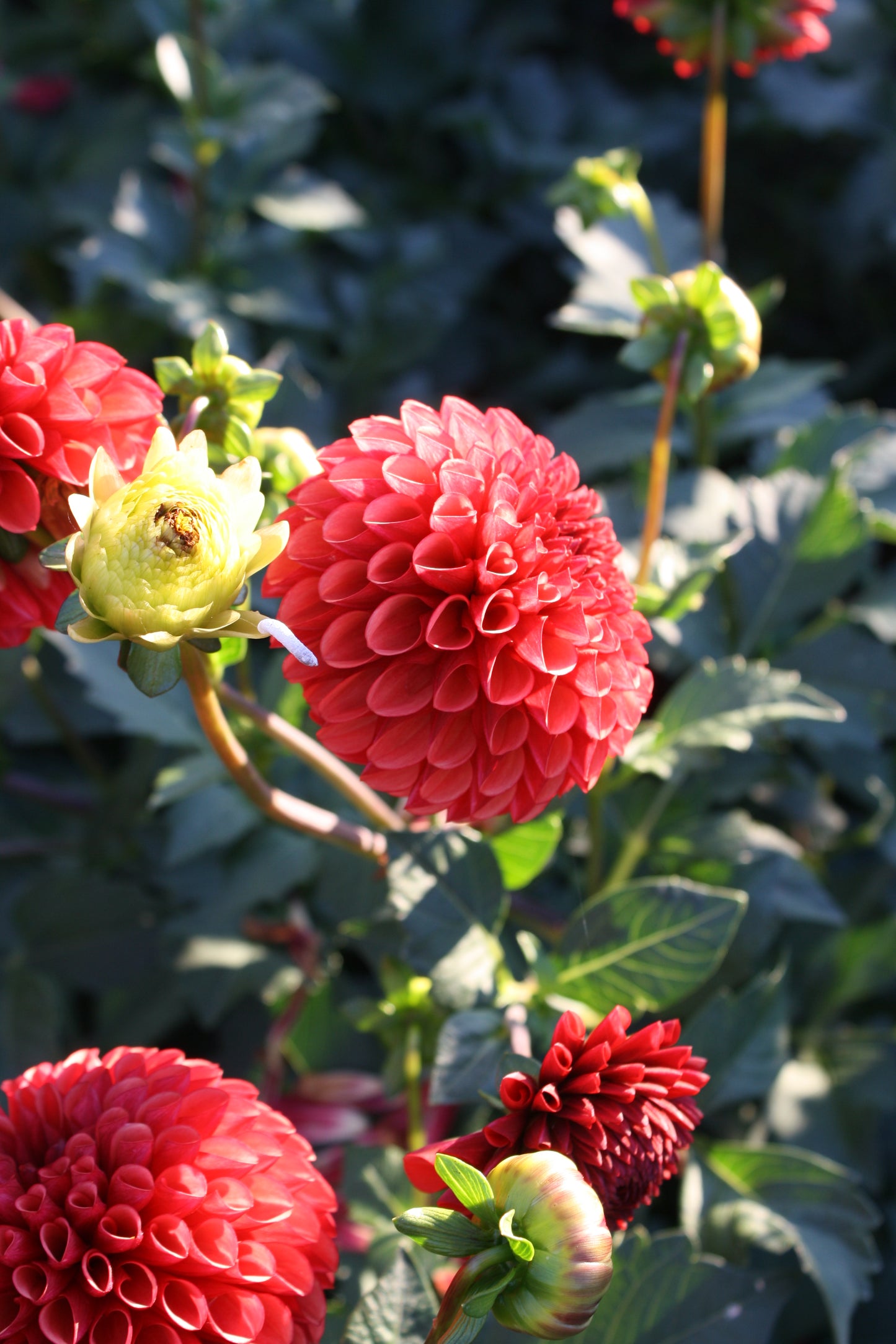 Copper Boy Dahlia Tuber