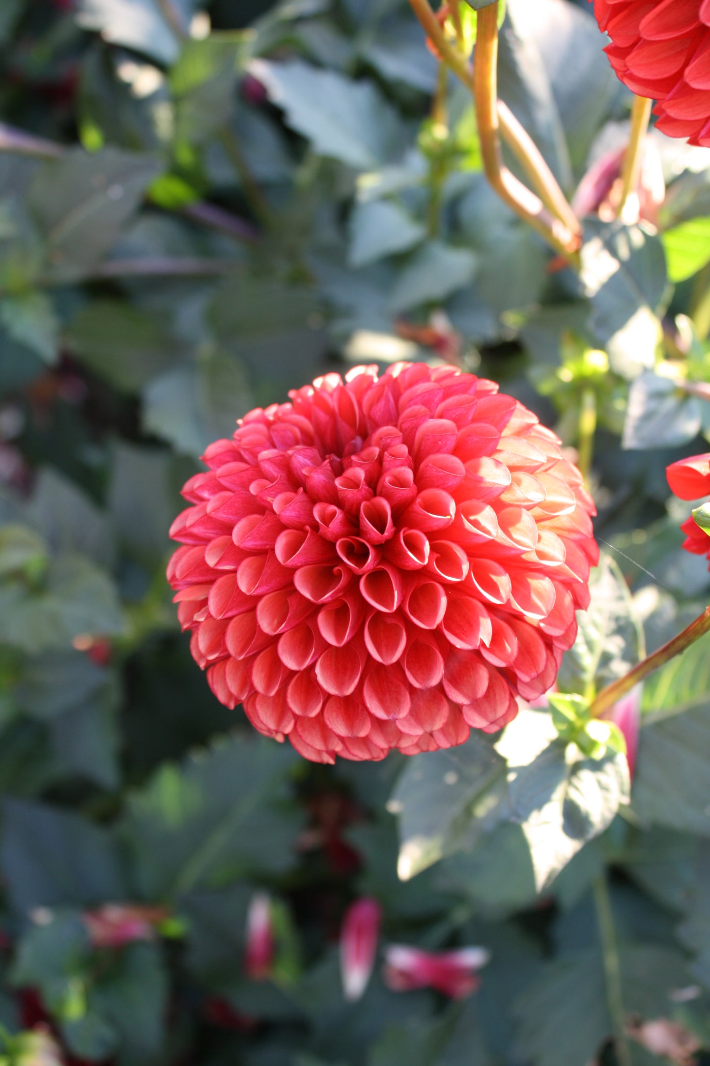 Copper Boy Dahlia Tuber