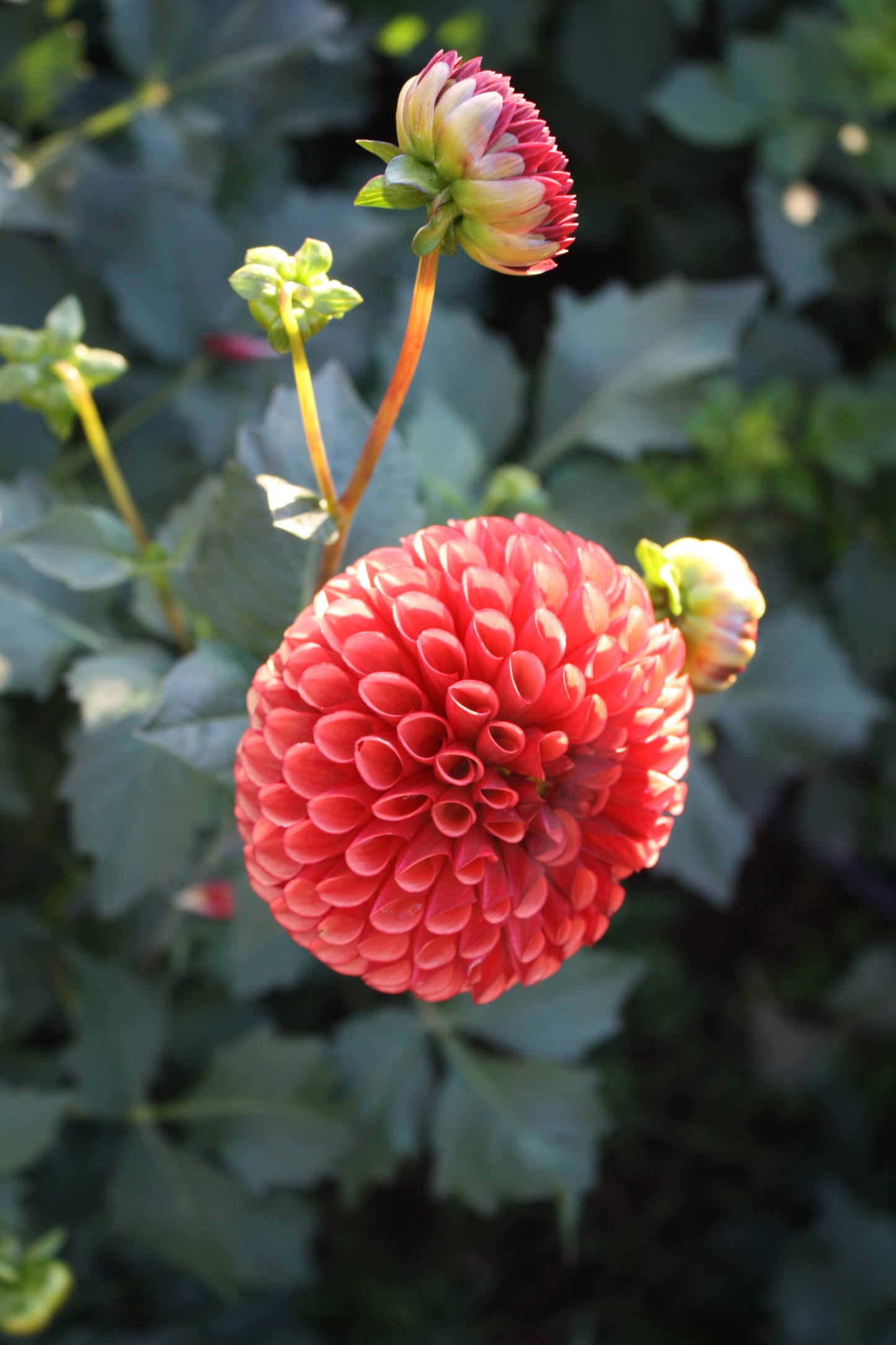 Copper Boy Dahlia Tuber