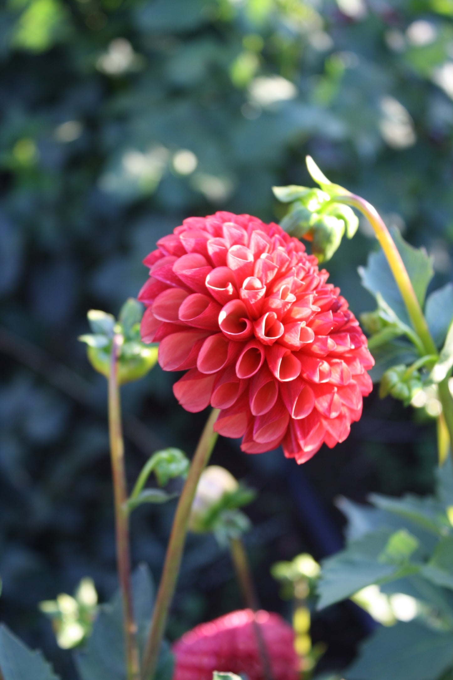 Copper Boy Dahlia Tuber
