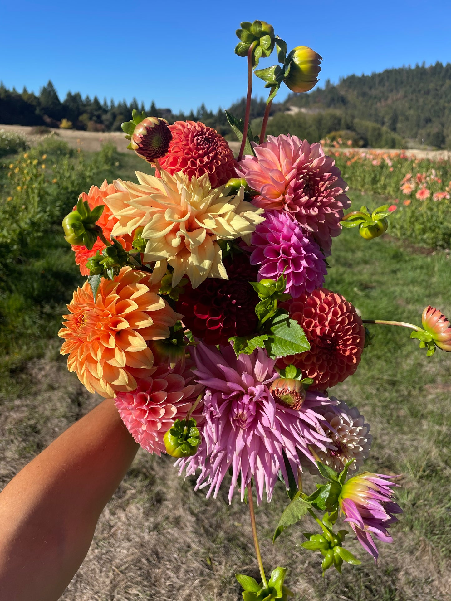 Wyn's Mauve Mist Dahlia Tuber