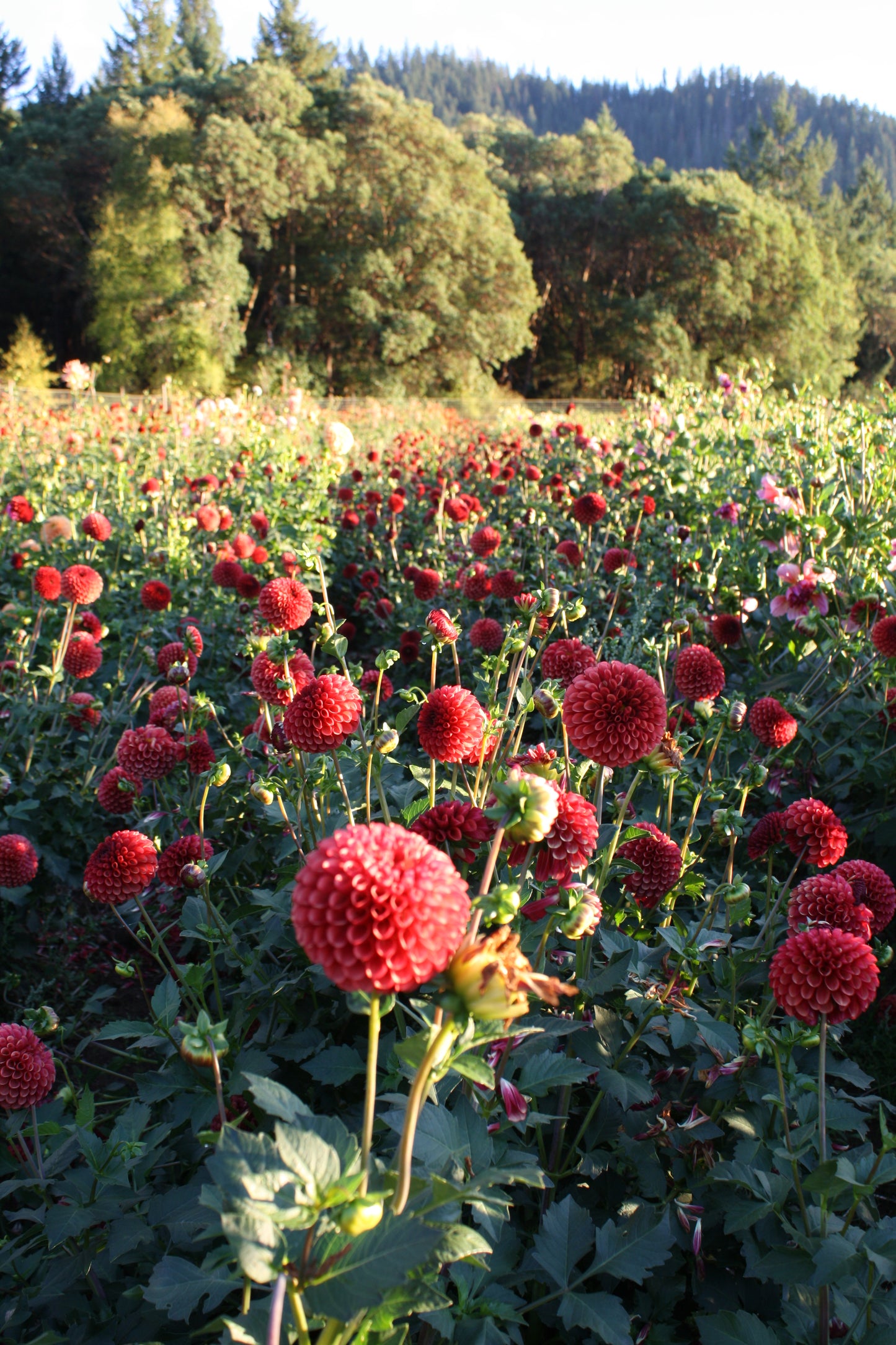 Copper Boy Dahlia Tuber