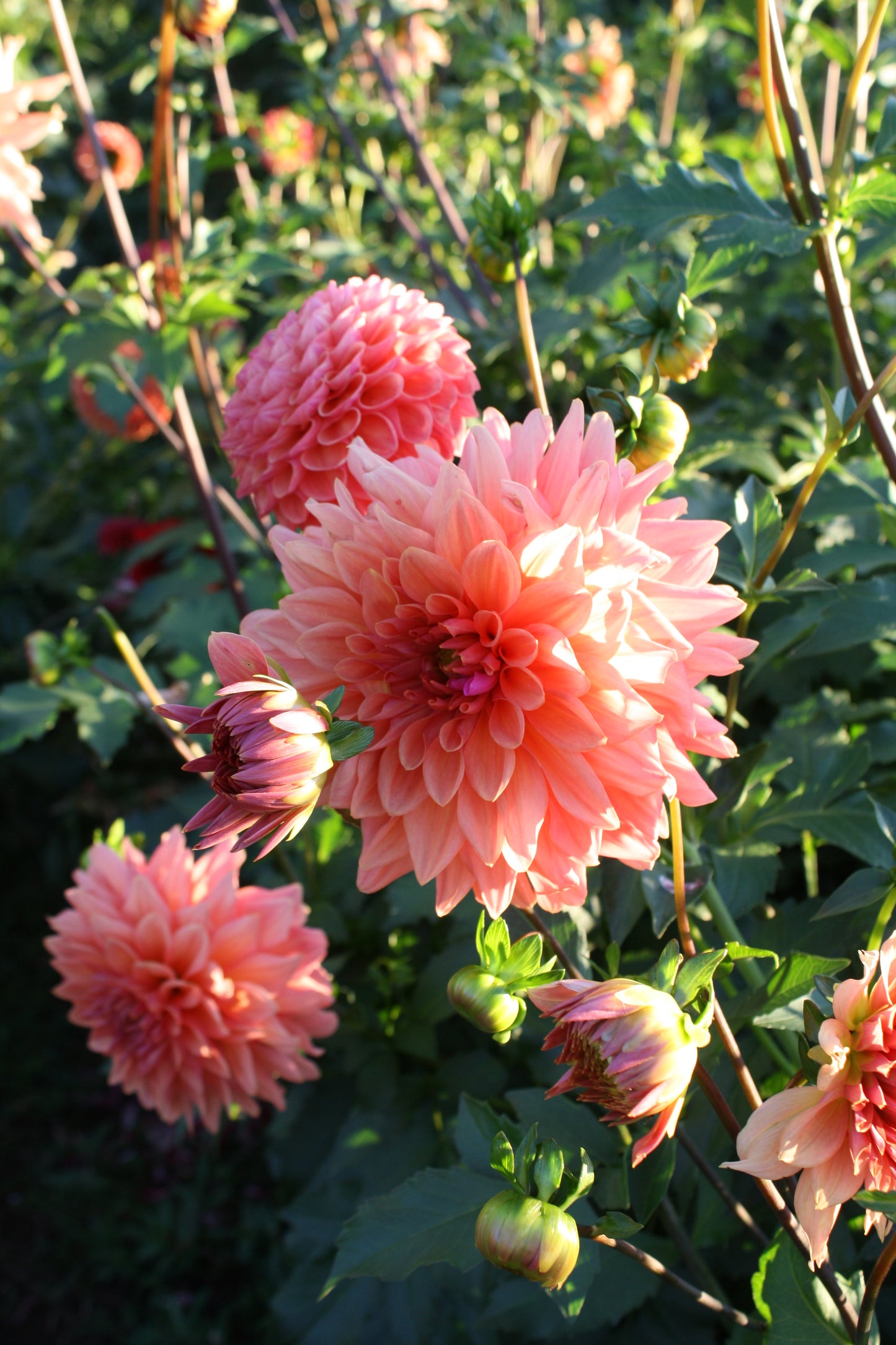 Connecticut Coral Dahlia Tuber