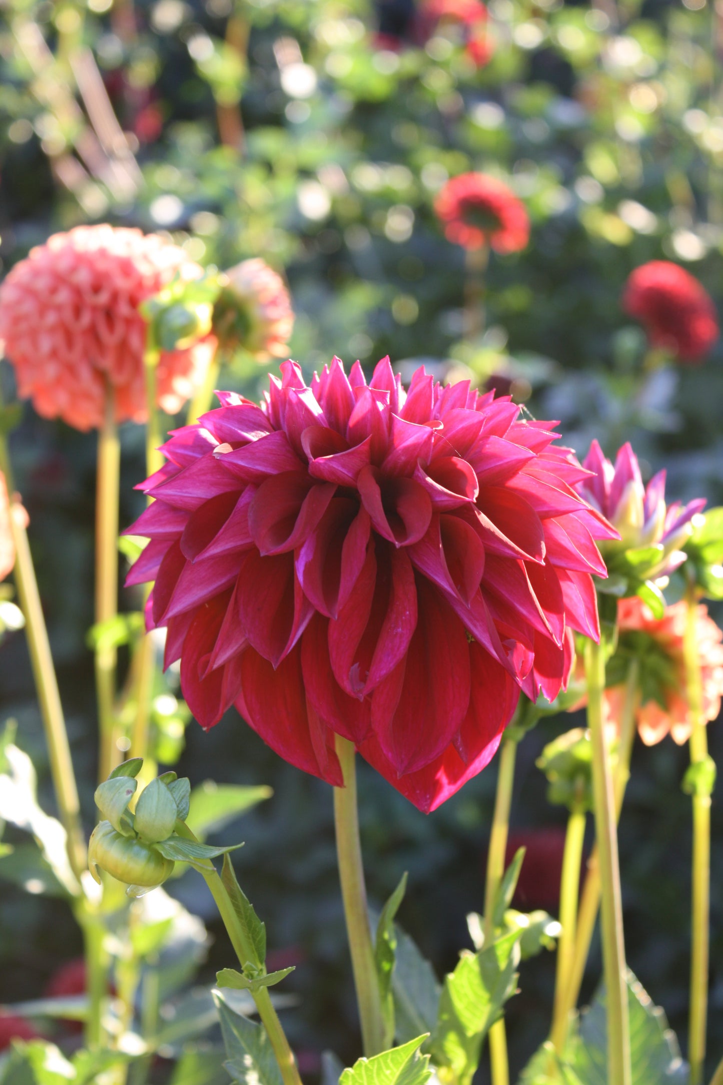Diva Dahlia Tuber