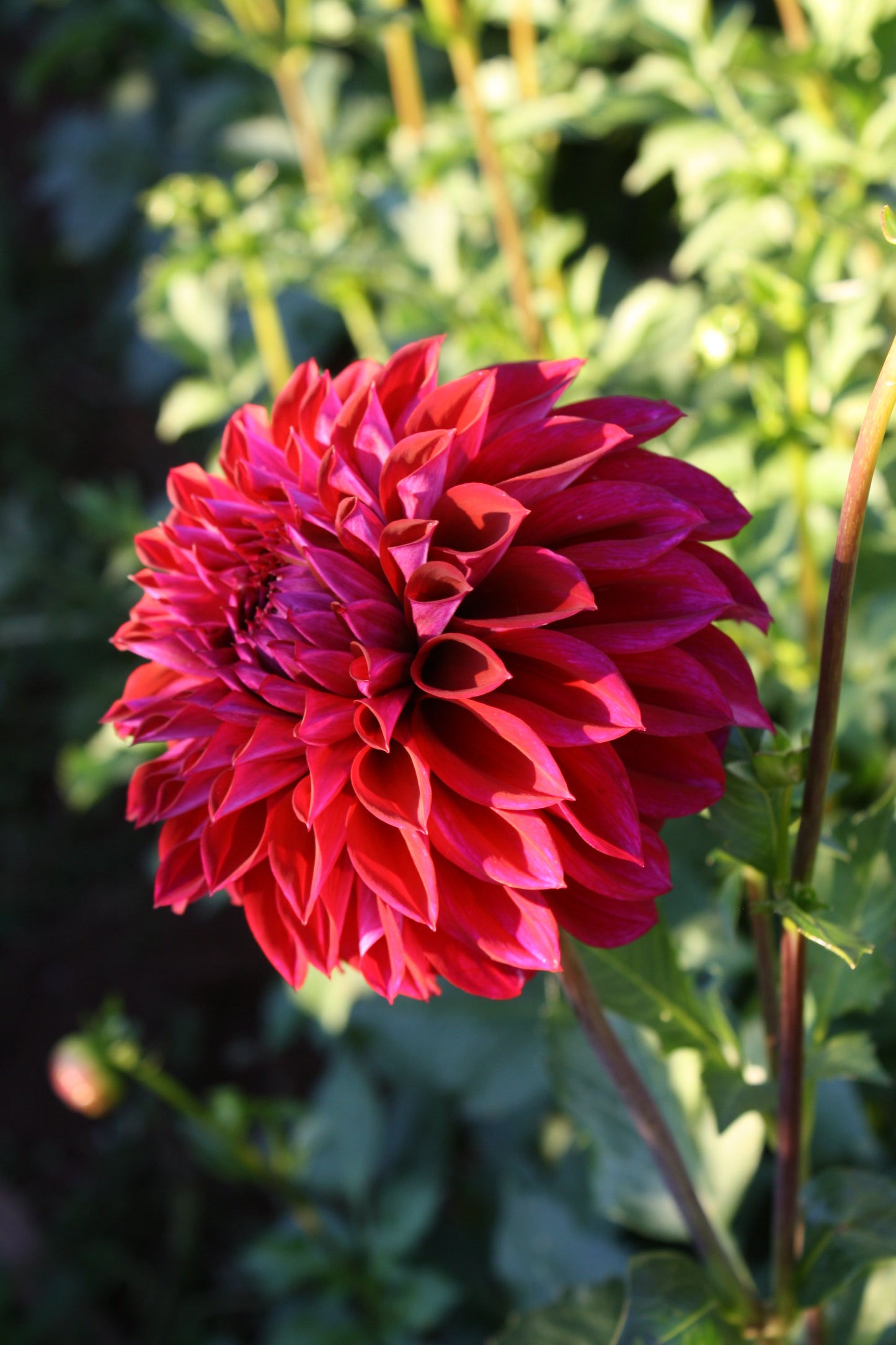 Diva Dahlia Tuber