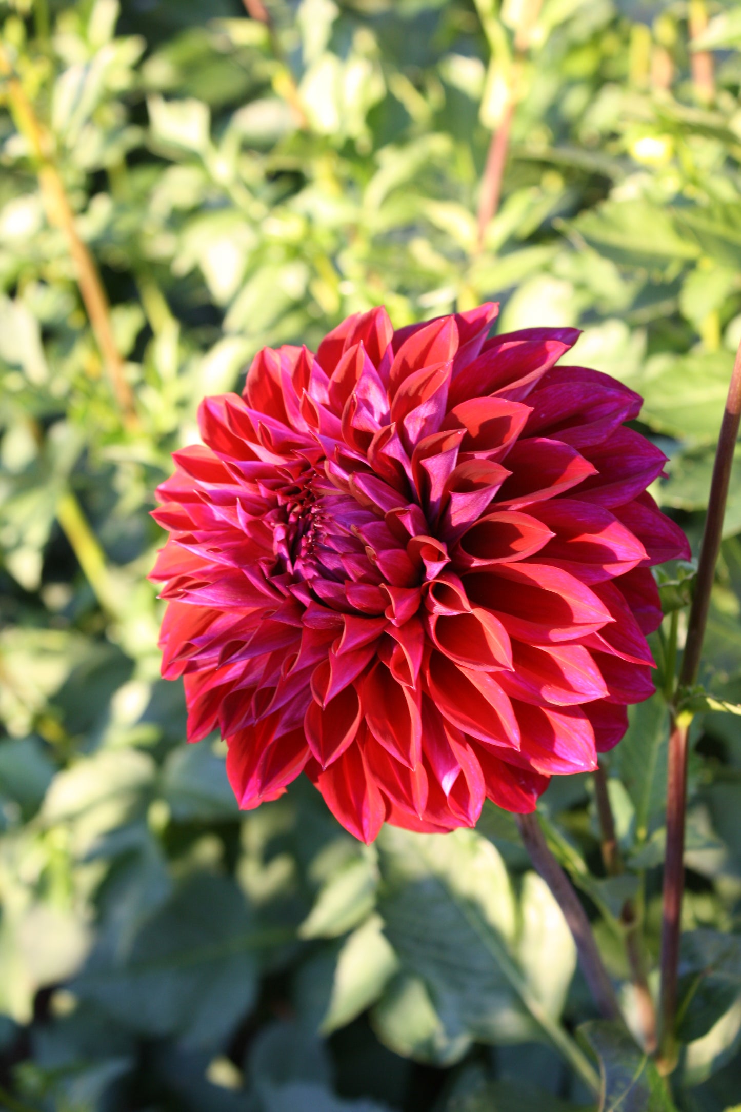 Diva Dahlia Tuber