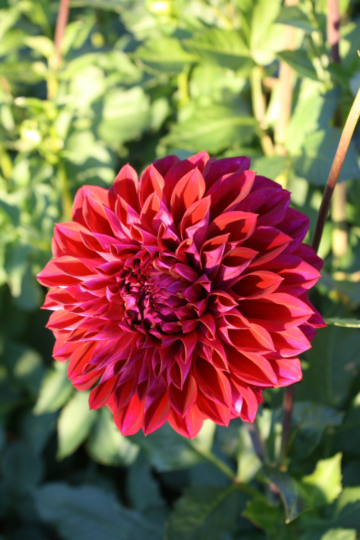 Diva Dahlia Tuber