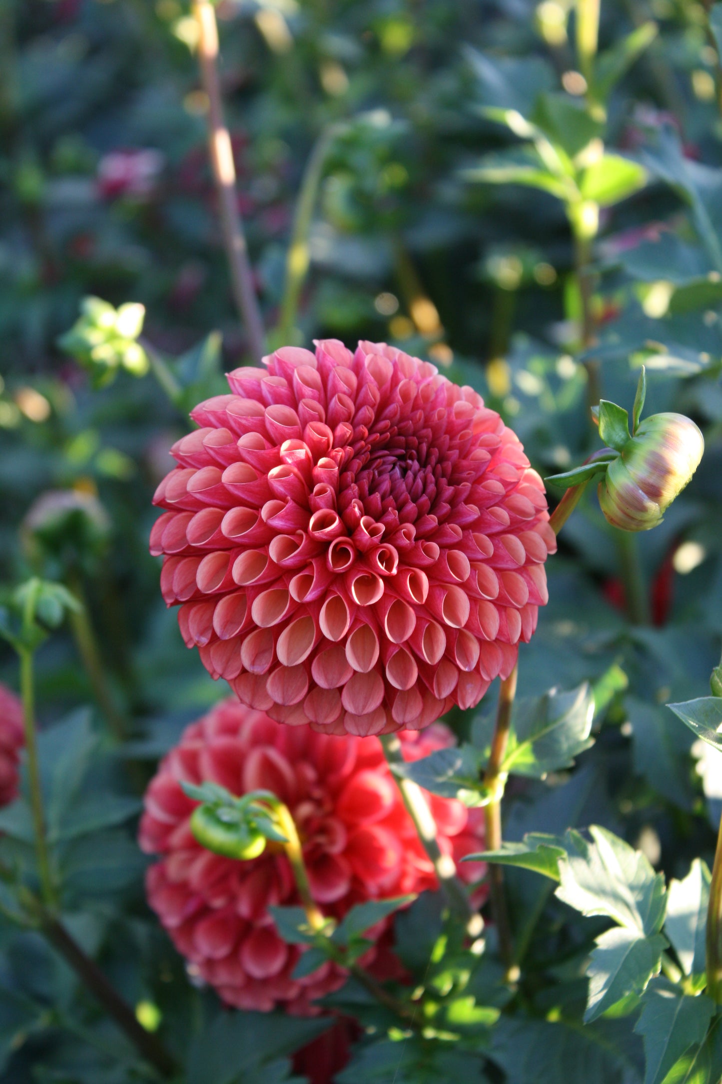 Copper Boy Dahlia Tuber