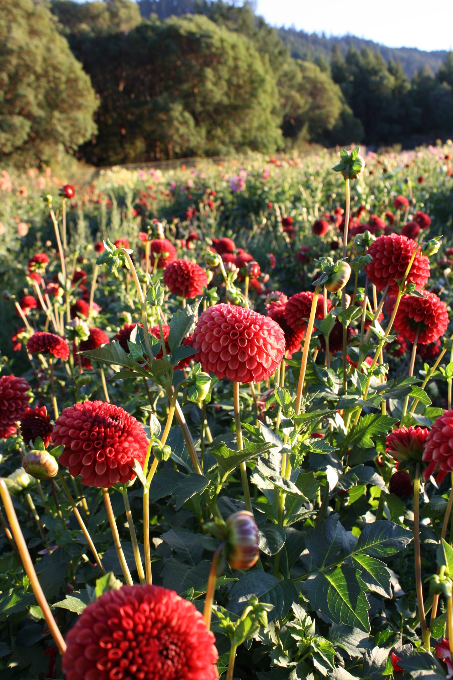 Copper Boy Dahlia Tuber