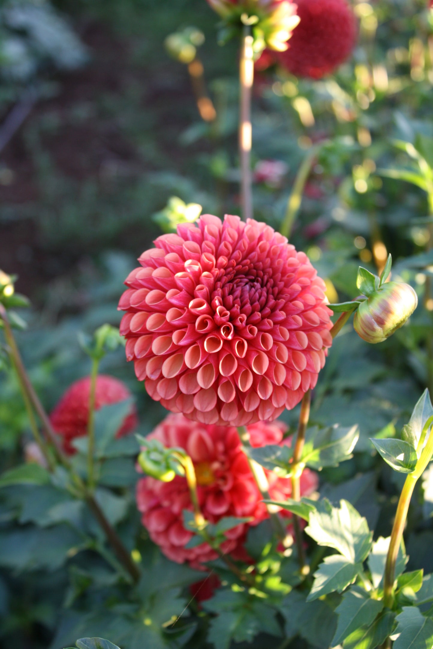 Copper Boy Dahlia Tuber