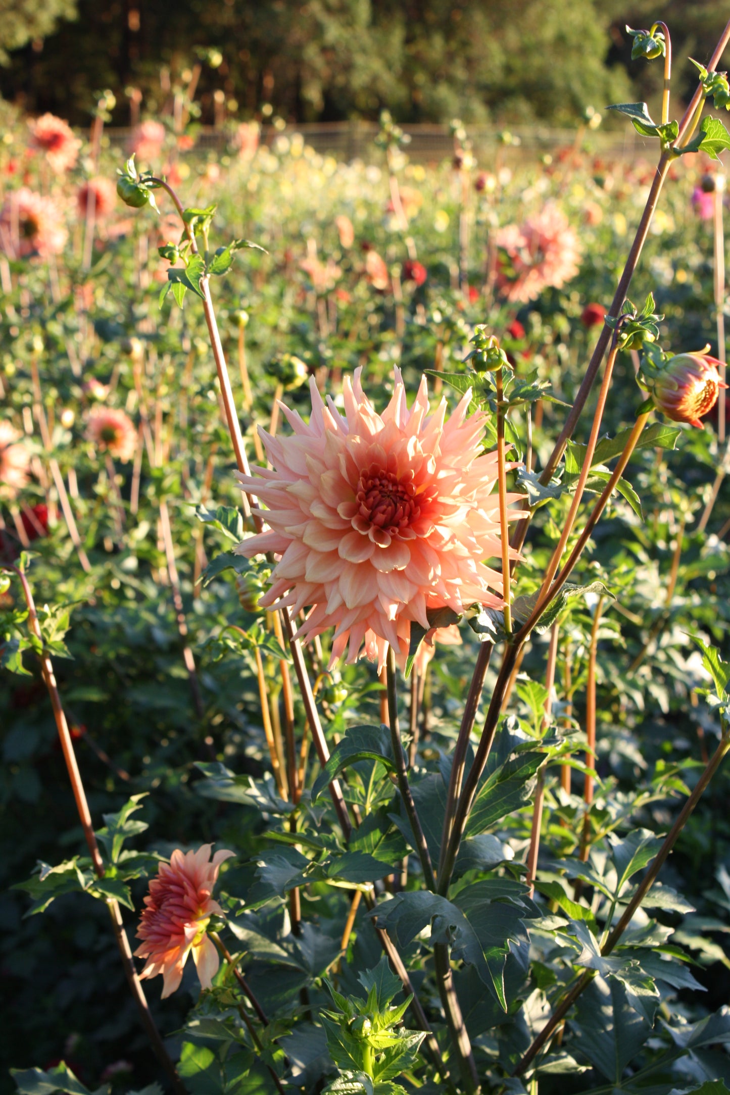 Terracotta Dahlia Tuber